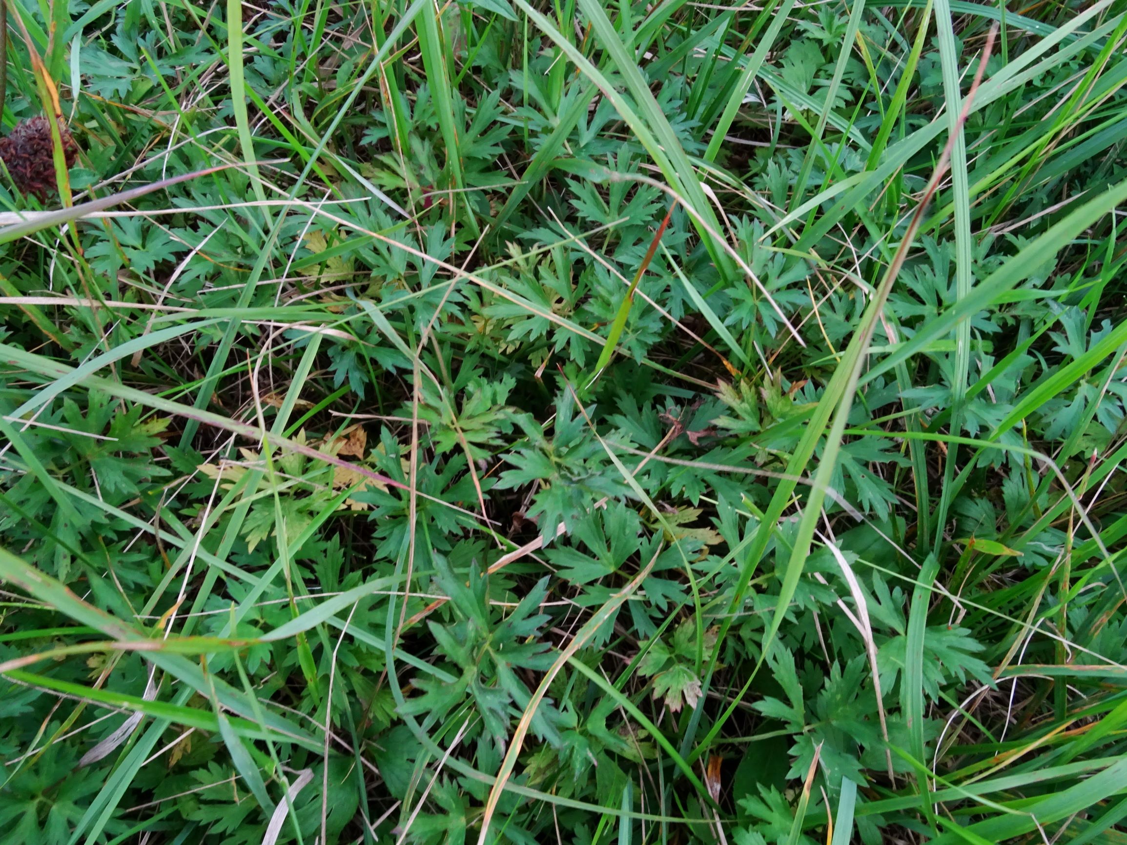 DSC08955 gattendorfer leithaauen, 2020-09-30, ranunculus repens (aberrant).JPG