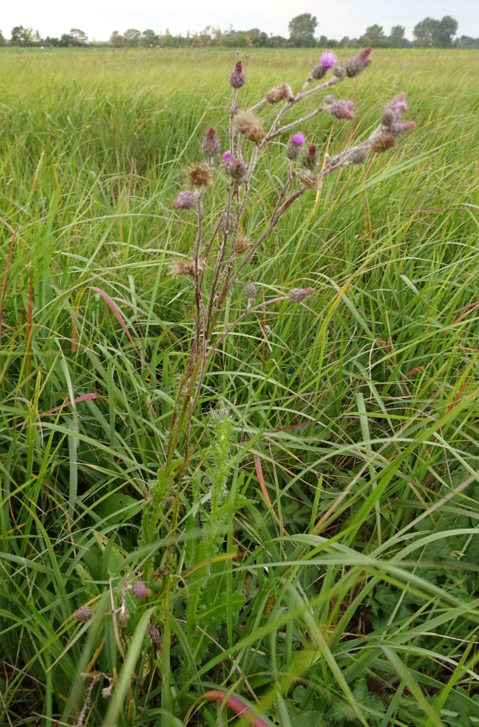 DSC09373 (2) gattendorfer leithaauen, 2020-09-30, cirsium brachycephalum.JPG