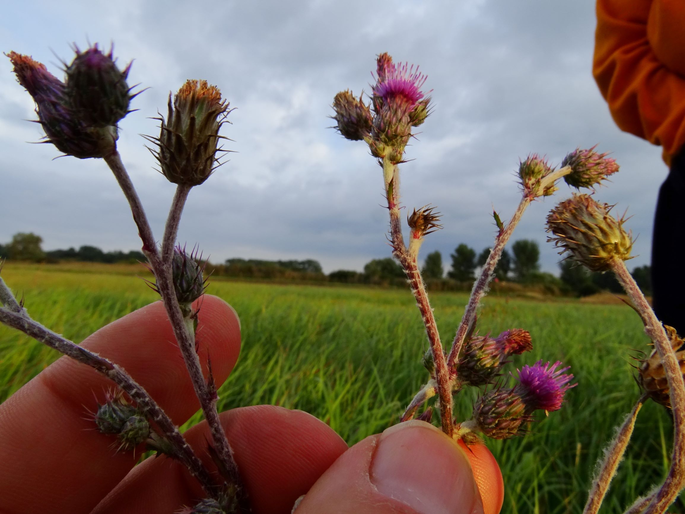 DSC09012 gattendorfer leithaauen, 2020-09-30, cirsium brachycephalum.JPG