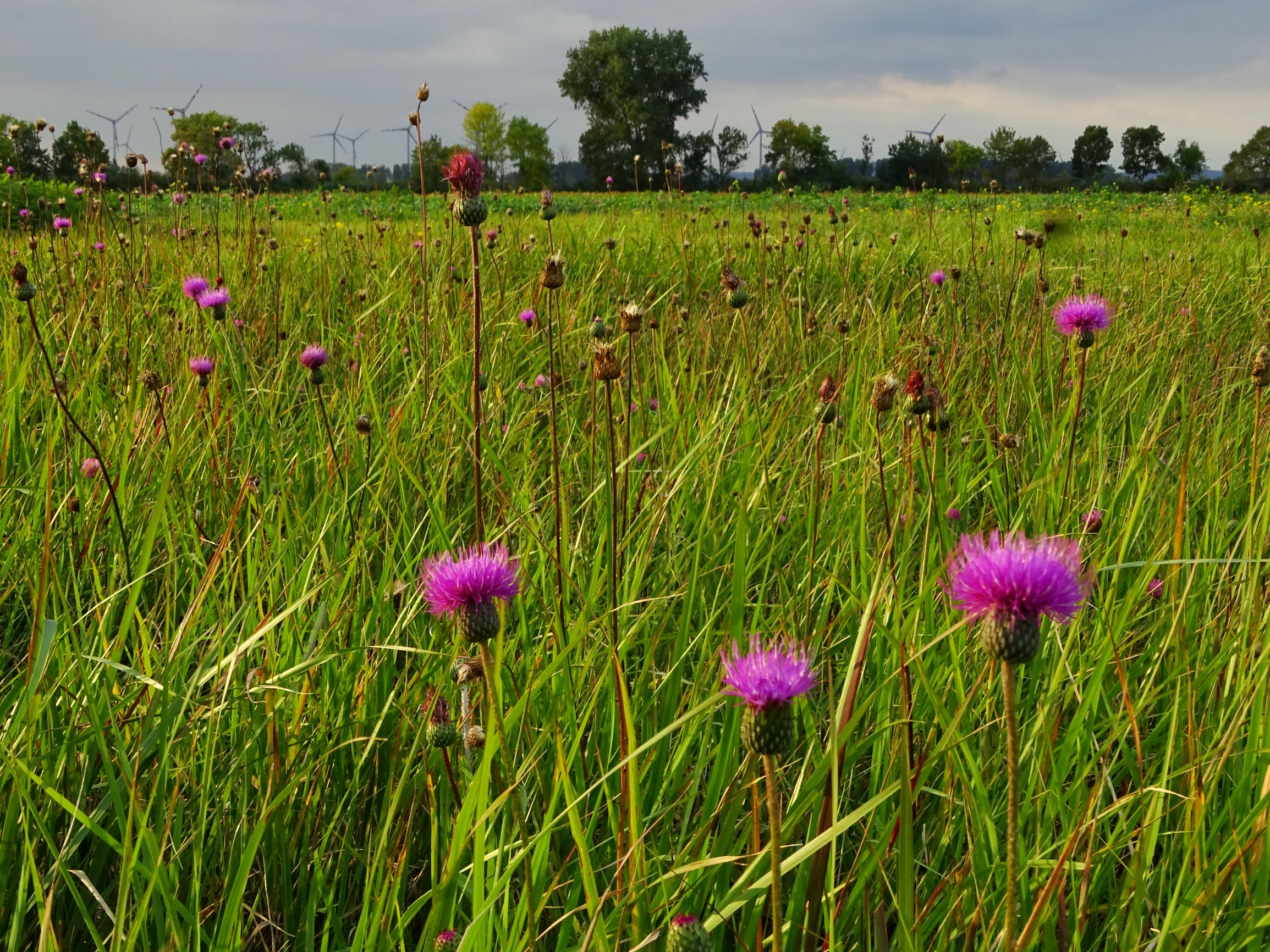 DSC09034 gattendorfer leithaauen, 2020-09-30, cirsium canum.JPG