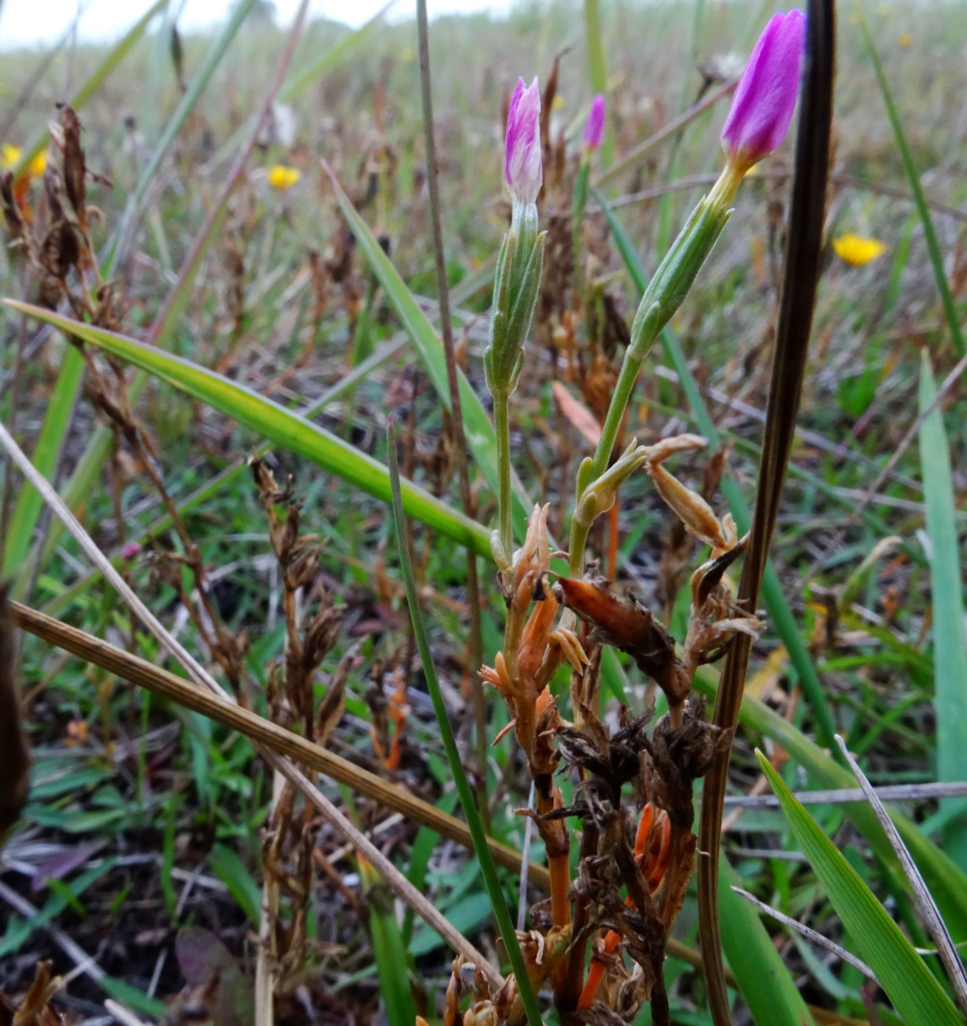 DSC09045 (2) gattendorfer leithaauen, 2020-09-30, centaurium littorale uliginosum.JPG