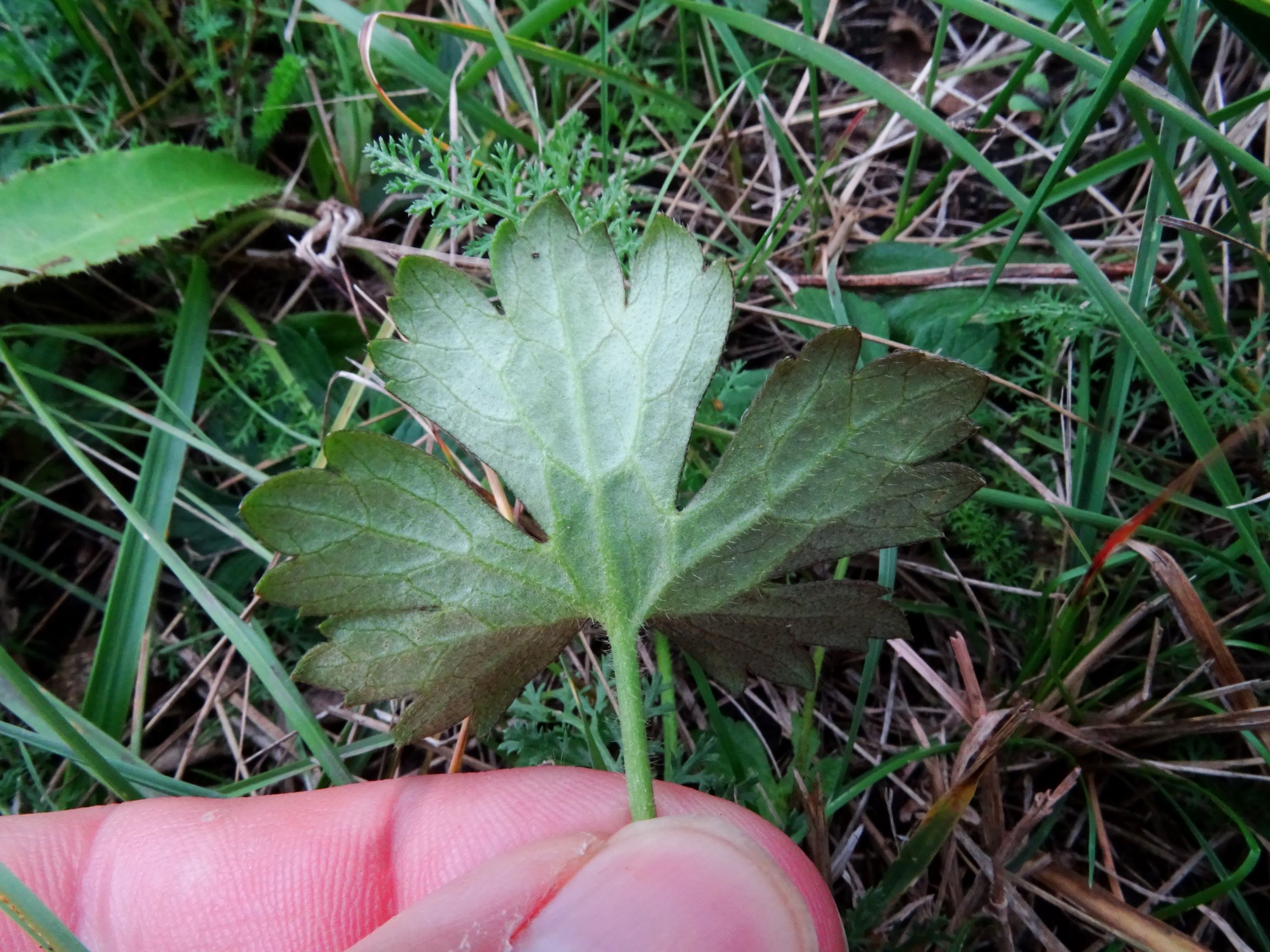 DSC09057 gattendorfer leithaauen, 2020-09-30, ranunculus polyanthemos agg..JPG