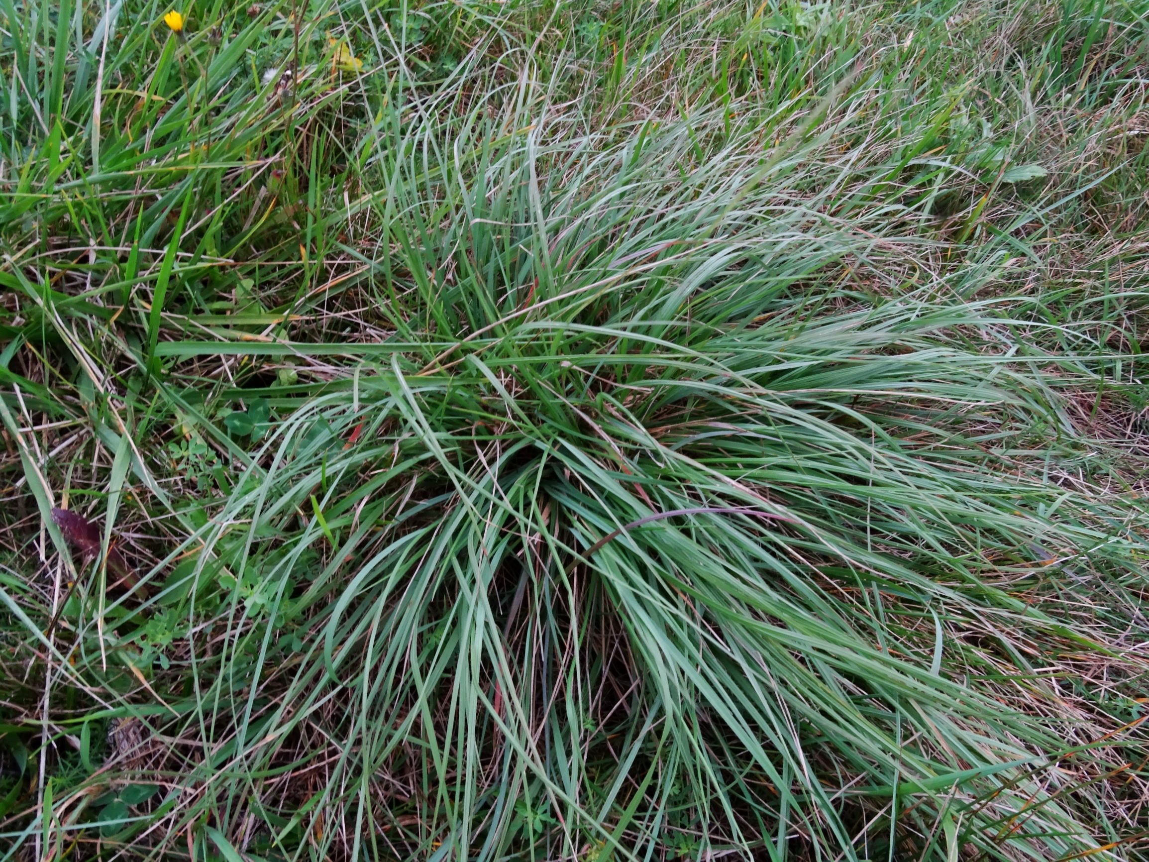 DSC09062 gattendorfer leithaauen, 2020-09-30, bromus erectus.JPG