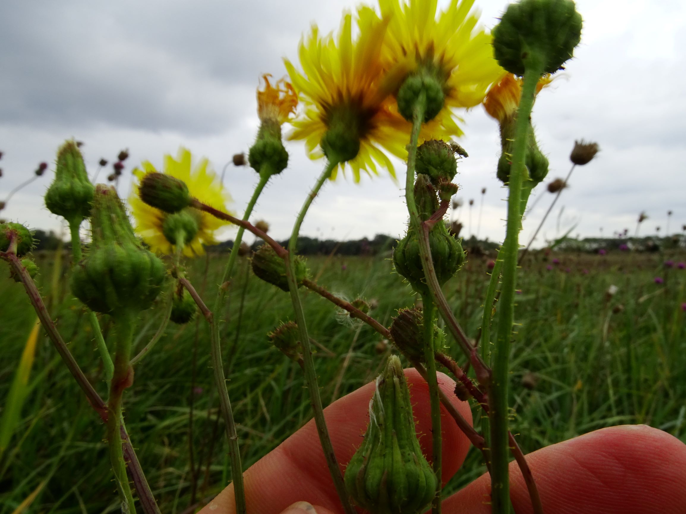 DSC09070 gattendorfer leithaauen, 2020-09-30, sonchus arvensis uliginosus.JPG