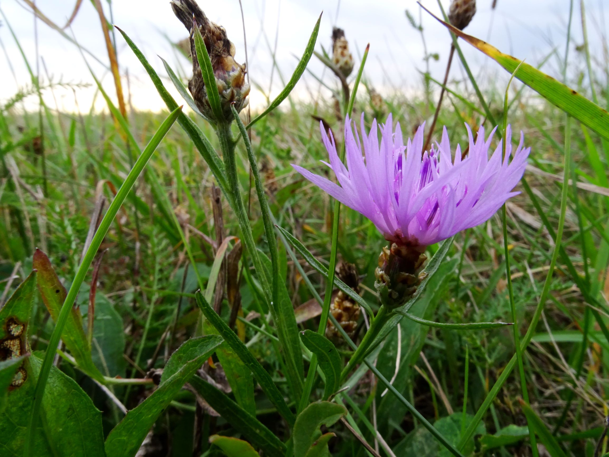 DSC09073 gattendorfer leithaauen, 2020-09-30, centaurea jacea s.l..JPG