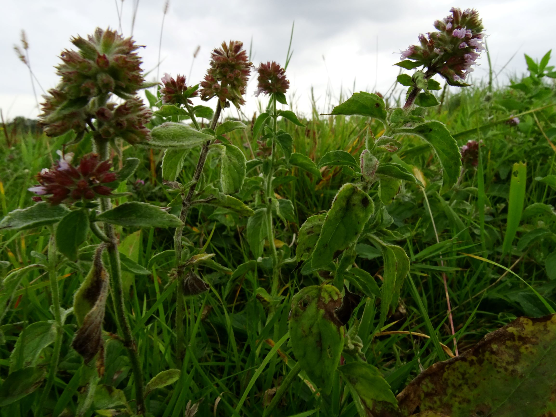 DSC09080 gattendorfer leithaauen, 2020-09-30, mentha sp..JPG