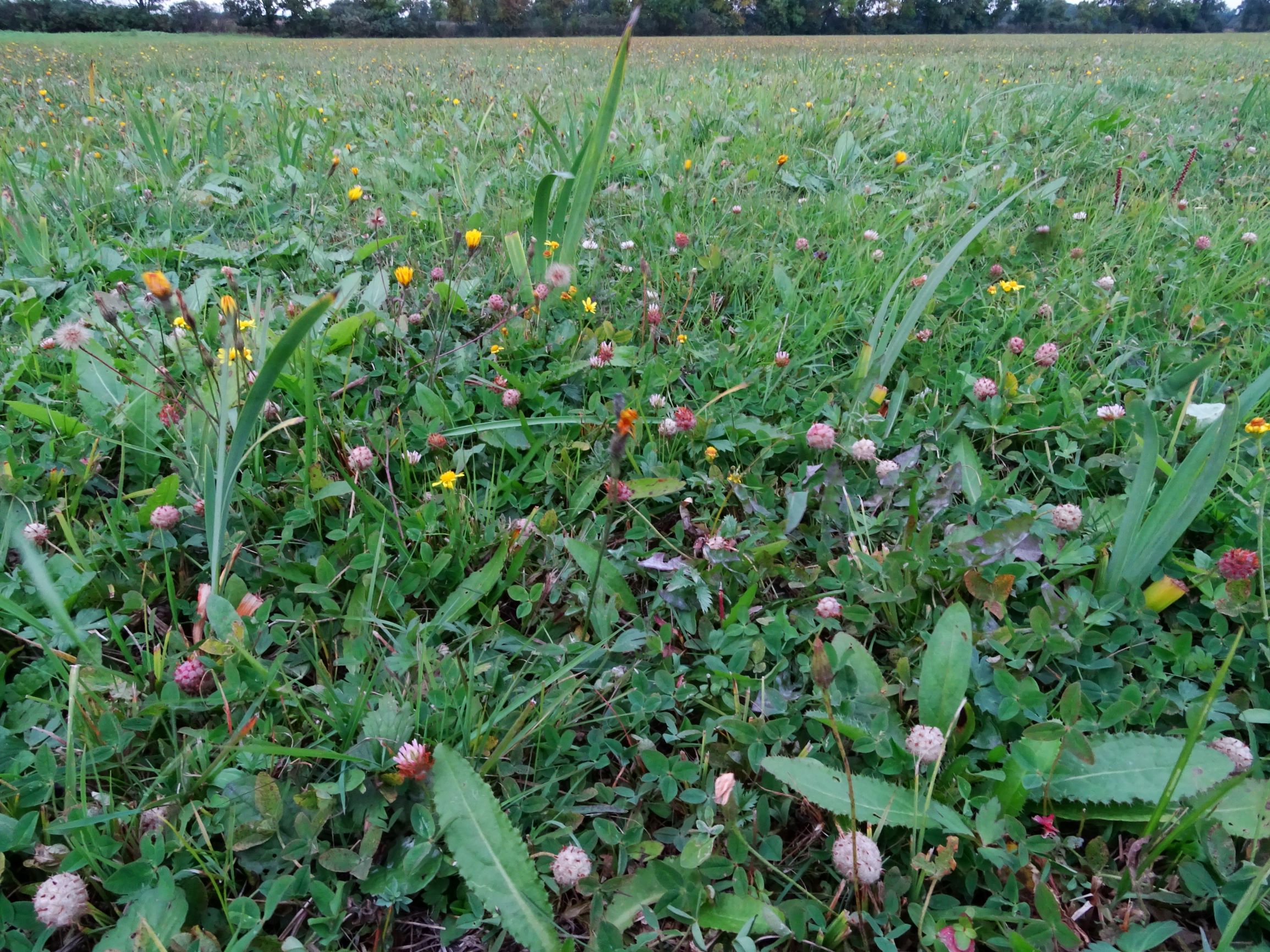 DSC09099 gattendorfer leithaauen, 2020-09-30, trifolium fragiferum, cirsium canum, iris pseudacorus.JPG