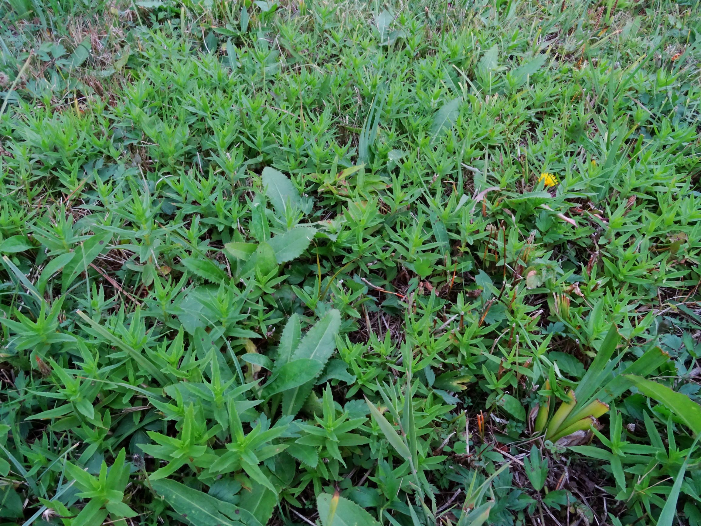 DSC09100 gattendorfer leithaauen, 2020-09-30, gratiola officinalis etc.JPG