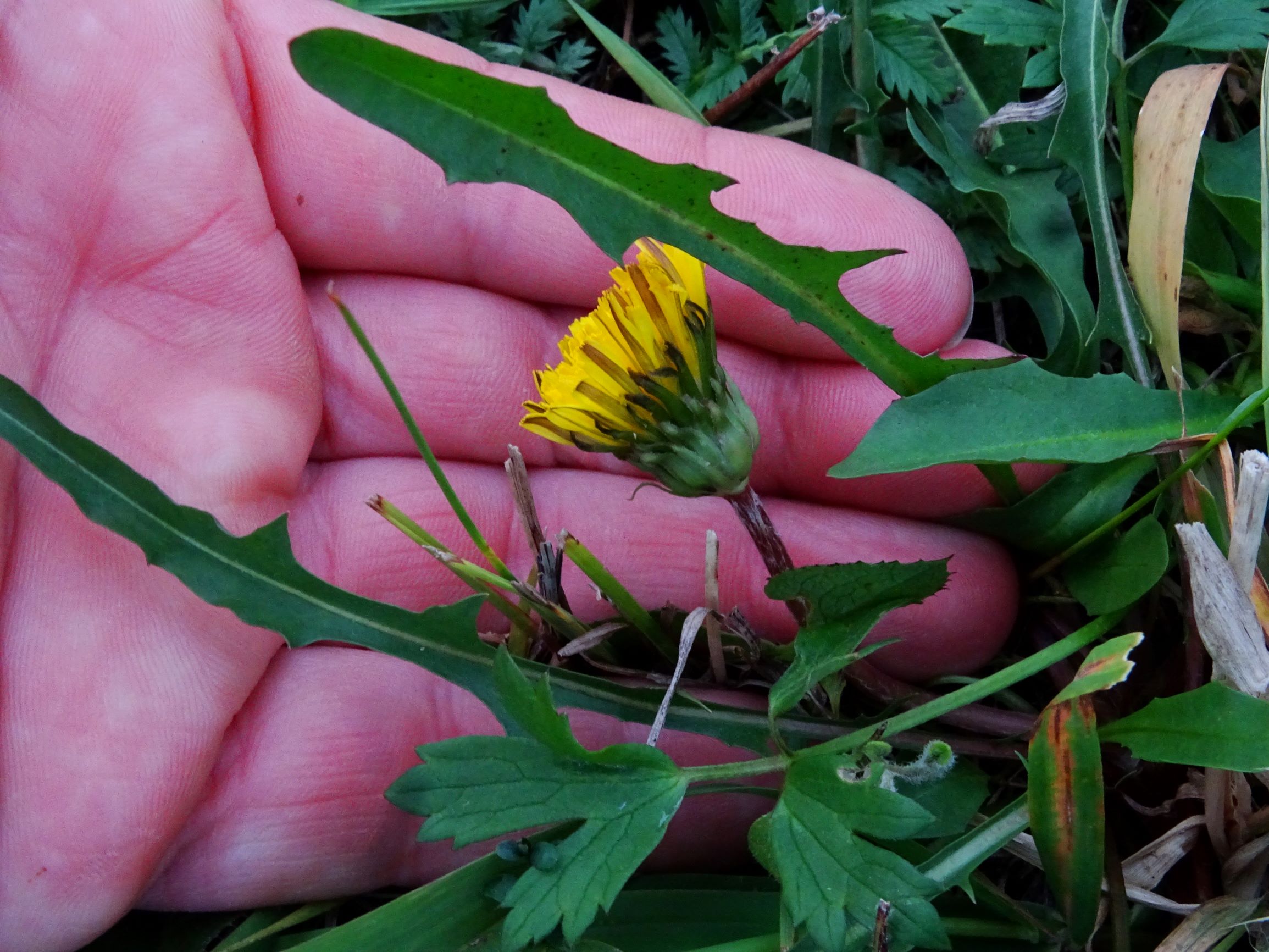 DSC09120 gattendorfer leithaauen, 2020-09-30, taraxacum palustre agg..JPG