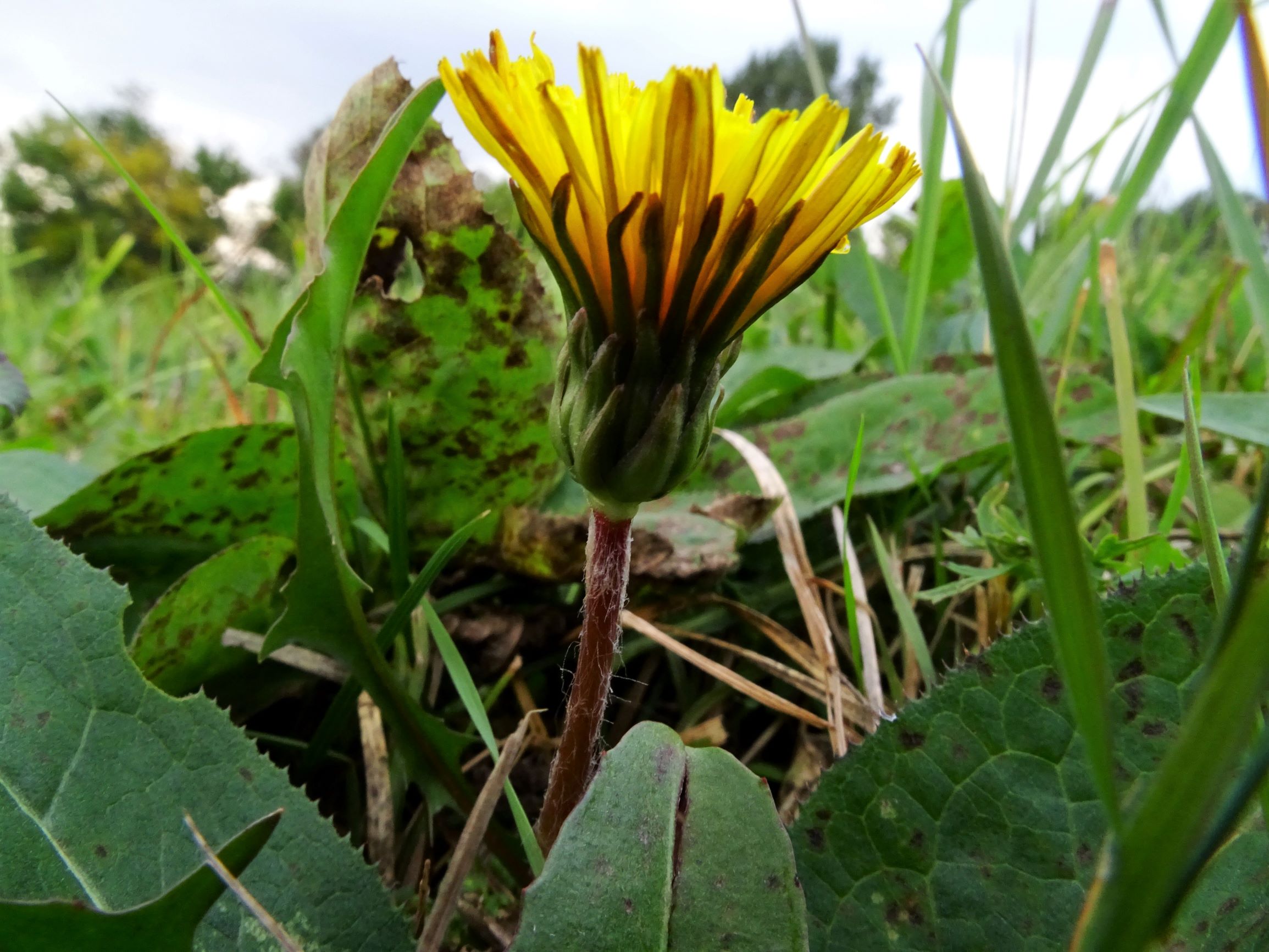 DSC09124 gattendorfer leithaauen, 2020-09-30, taraxacum palustre agg..JPG