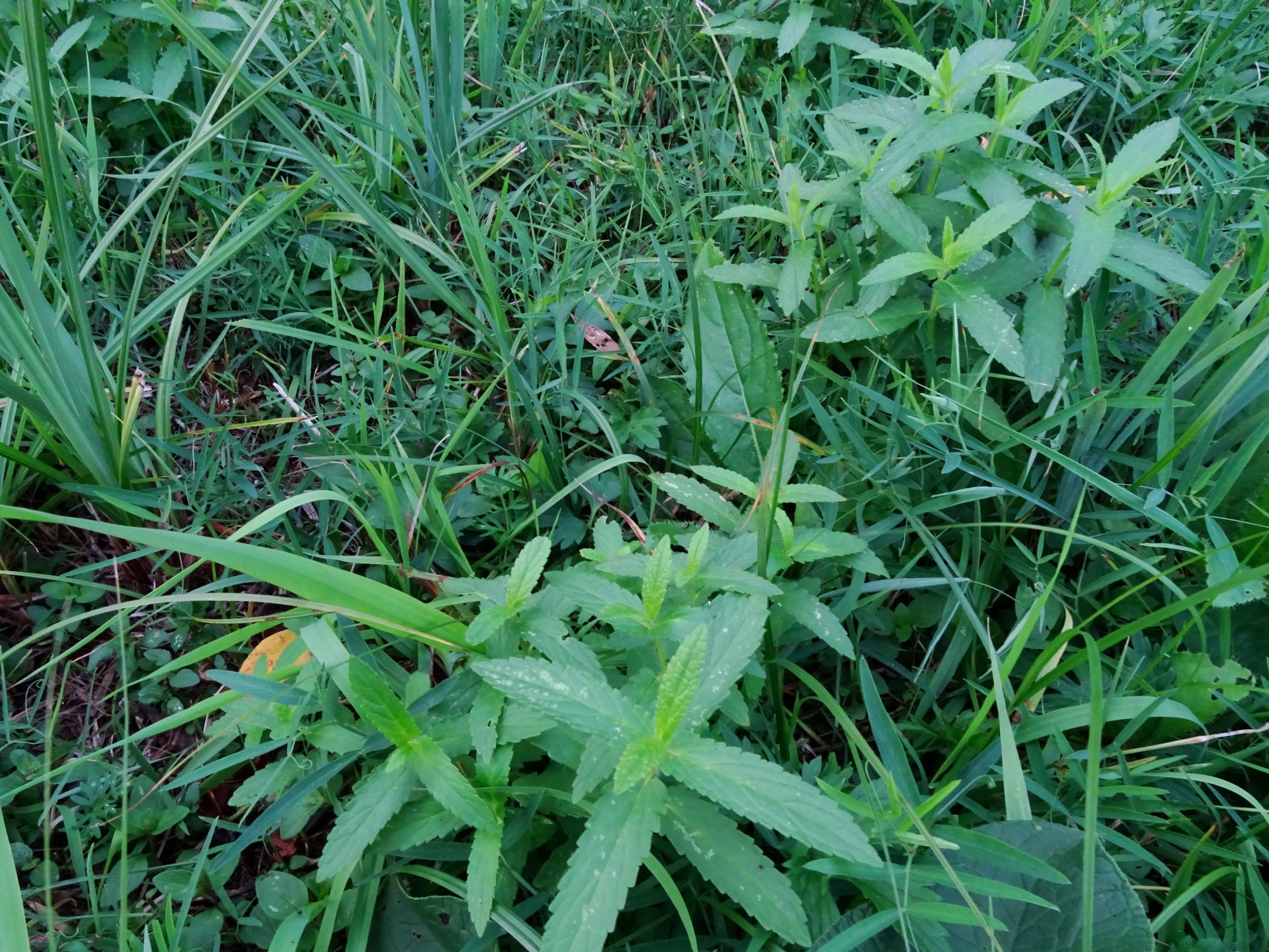 DSC09135 gattendorfer leithaauen, 2020-09-30, unklar - cf. stachys palustris, lathyrus palustris, carex cf. riparia.JPG