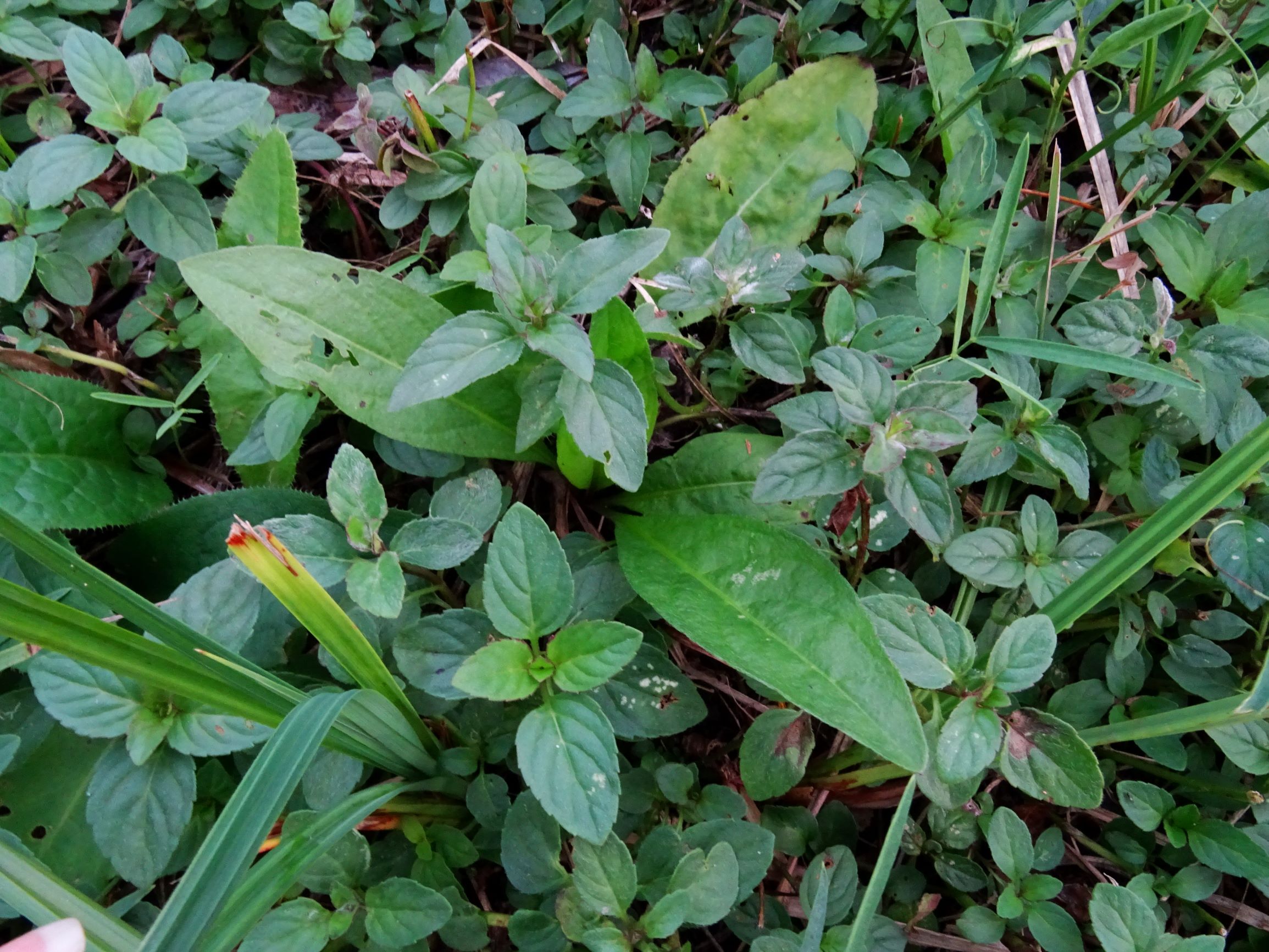 DSC09142 gattendorfer leithaauen, 2020-09-30, mentha sp. etc.JPG