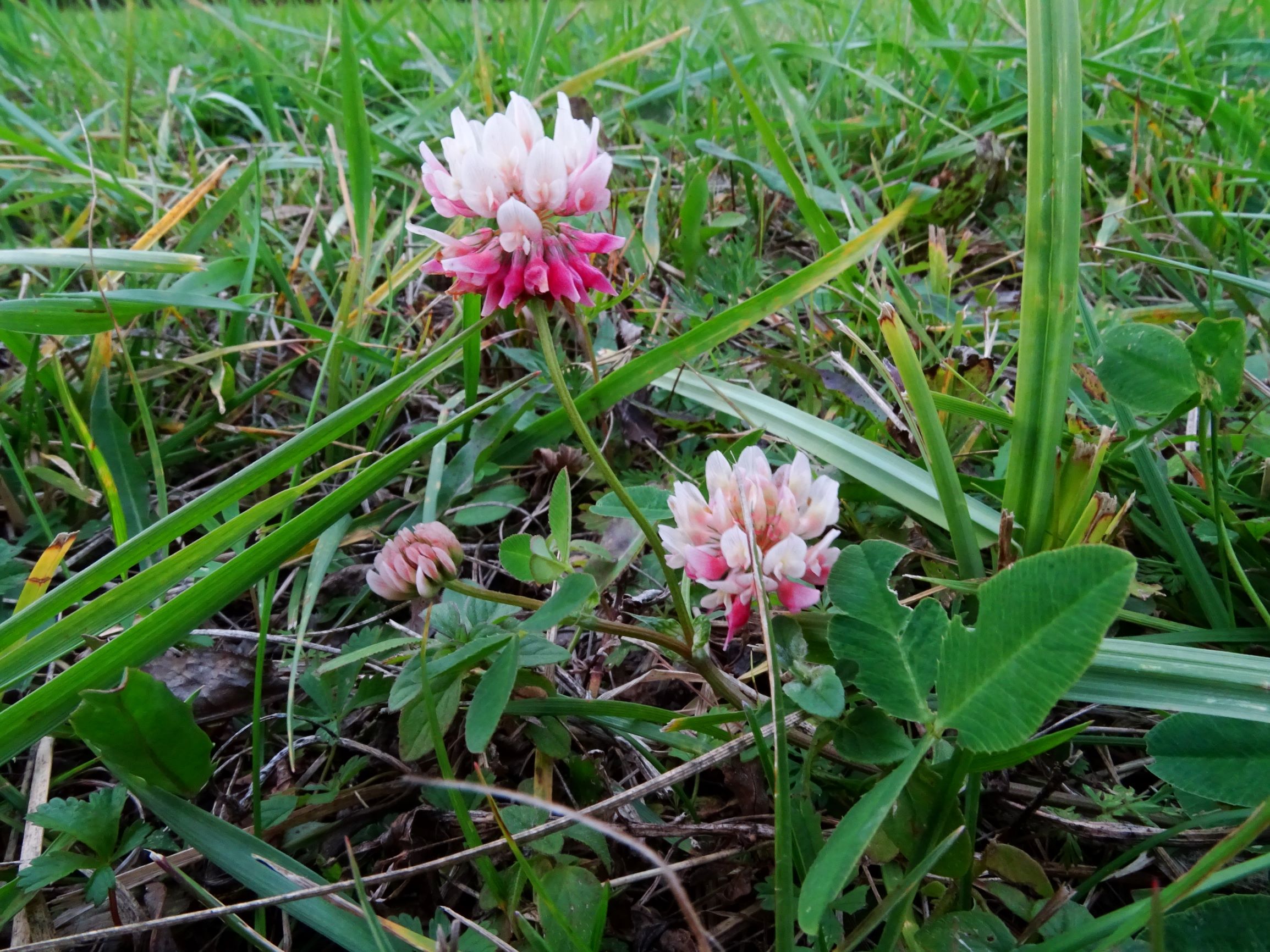 DSC09154 gattendorfer leithaauen, 2020-09-30, trifolium hybridum.JPG