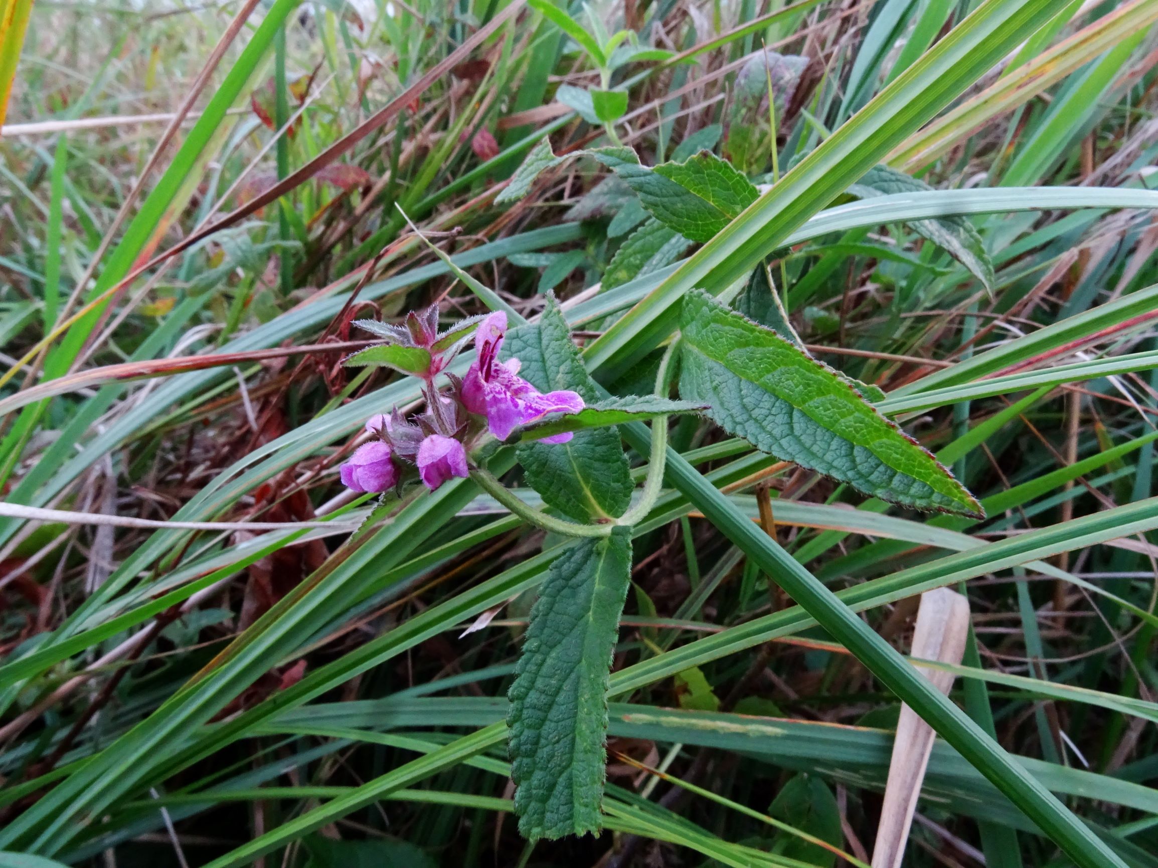 DSC09177 gattendorfer leithaauen, 2020-09-30, stachys palustris.JPG