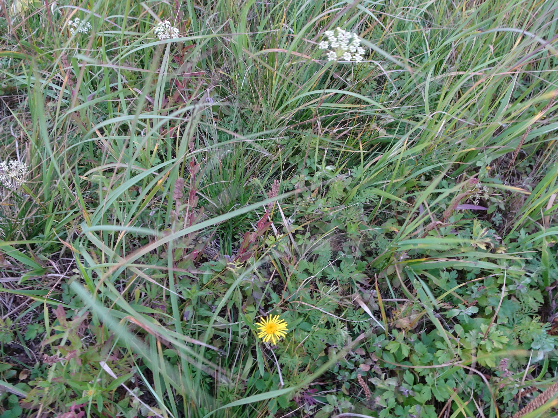 DSC09456 gattendorfer leithaauen, 2020-09-30, feuchtwiesenbrache mit selinum venosum (cnidium dubium) u.v.a.JPG