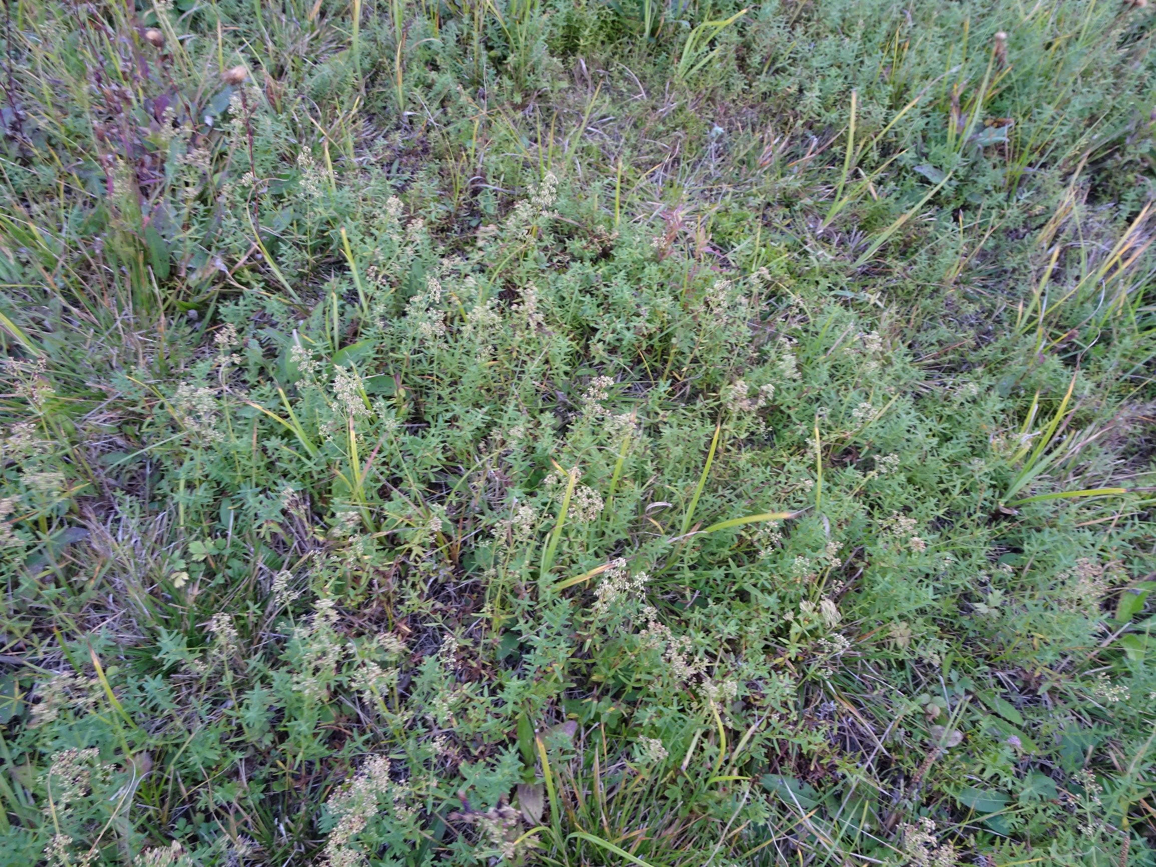 DSC09460 gattendorfer leithaauen, 2020-09-30, galium boreale etc.JPG