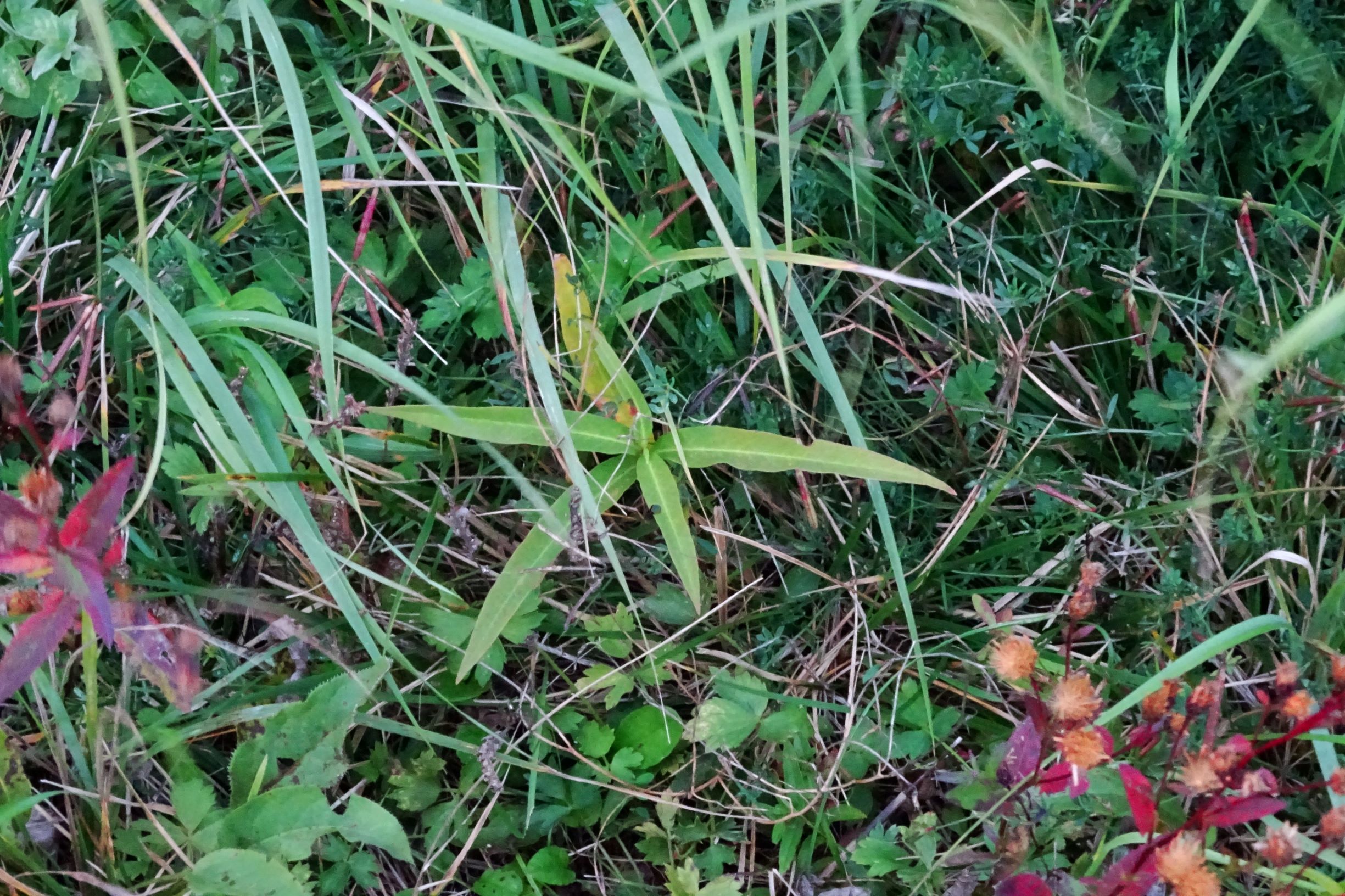 DSC09198 gattendorfer leithaauen, 2020-09-30, persicaria amphibia, lotus tenuis, ranunculus repens, lythrum salicaria, serratula tinctoria.JPG