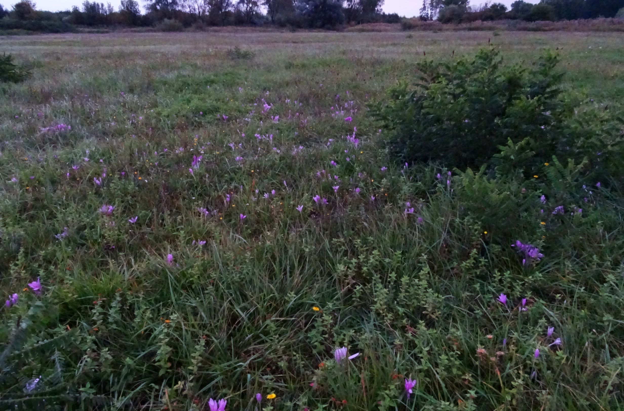 DSC09228 gattendorfer leithaauen, 2020-09-30, colchicum autumnale, pulicaria dysenterica, amorpha fruticosa.JPG