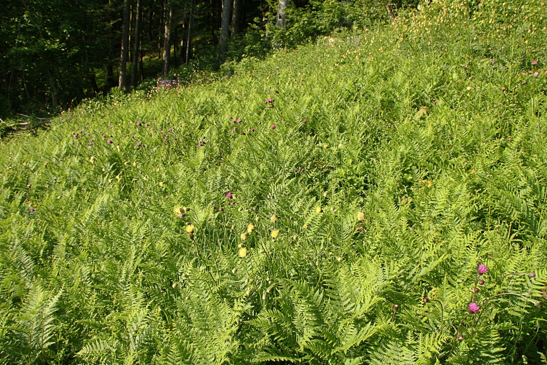 IMG_2016-06-10_Cirsium erisithales x pannonicum 3.JPG