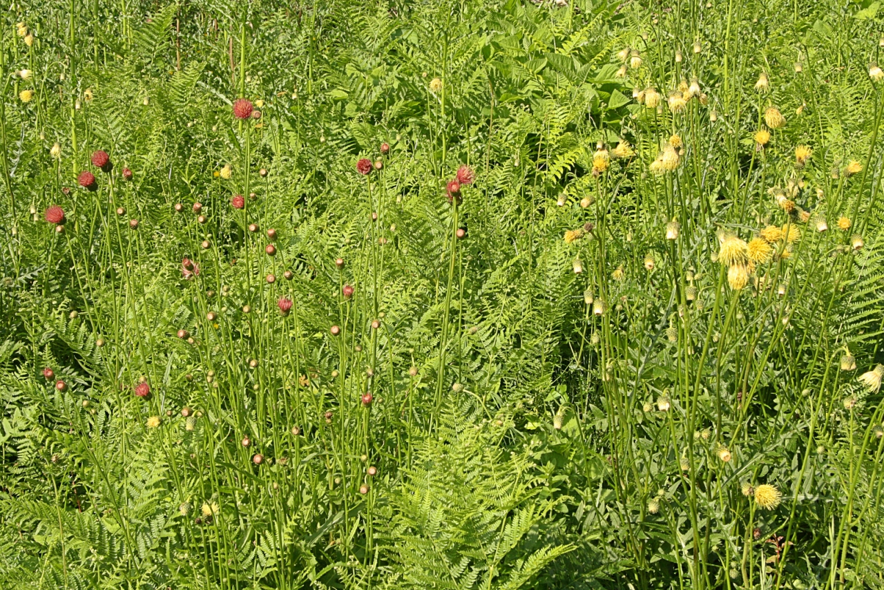 IMG_2016-06-10_Cirsium erisithales x pannonicum.JPG