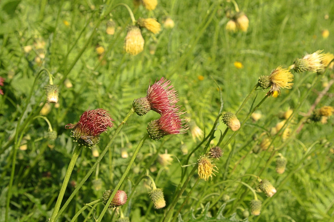 IMG_2016-06-10_Cirsium erisithales x pannonicum 4.JPG