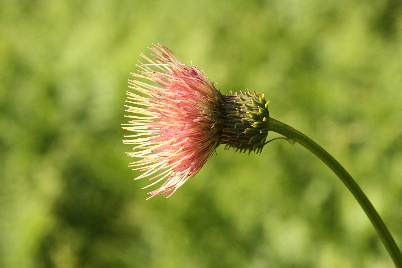 IMG_2016-06-10_Cirsium erisithales x pannonicum 2.JPG