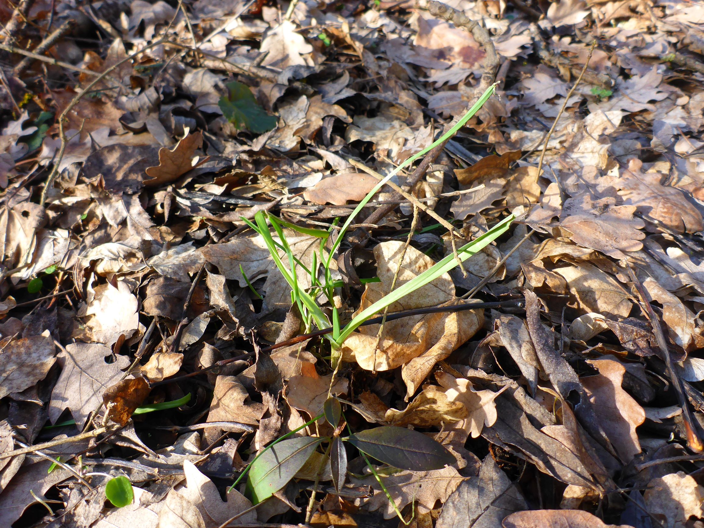 P2490113 winden, 2021-02-04, allium cf. scorodoprasum.JPG