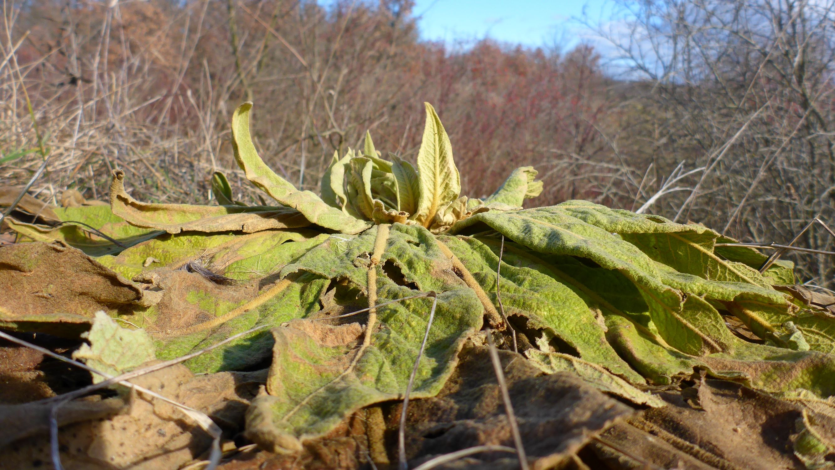 P2490282 winden, 2021-02-04, verbascum speciosum.JPG