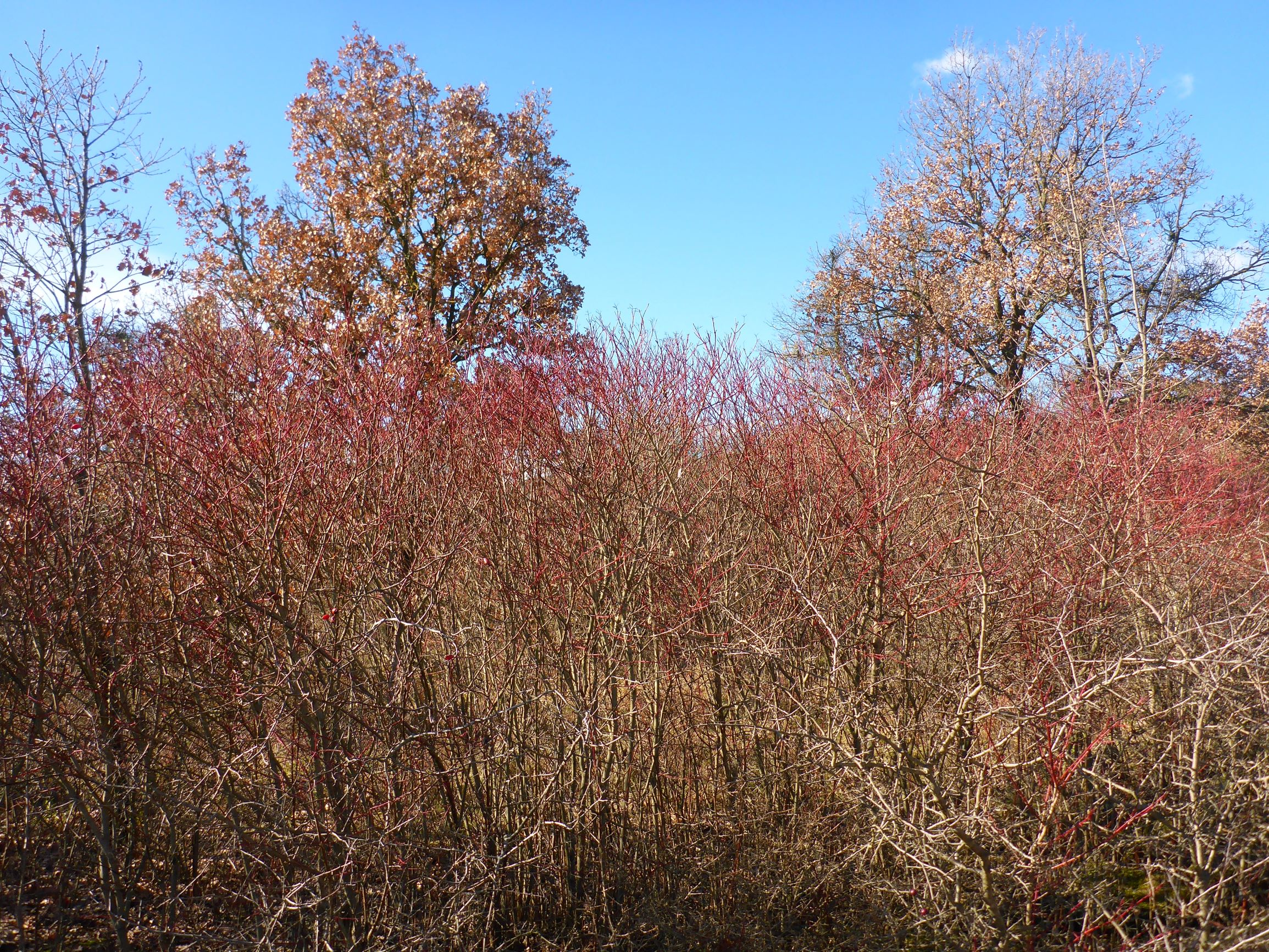 P2490321 winden, 2021-02-04, verbuschung mit cornus sanguinea, quercus pubescens.JPG