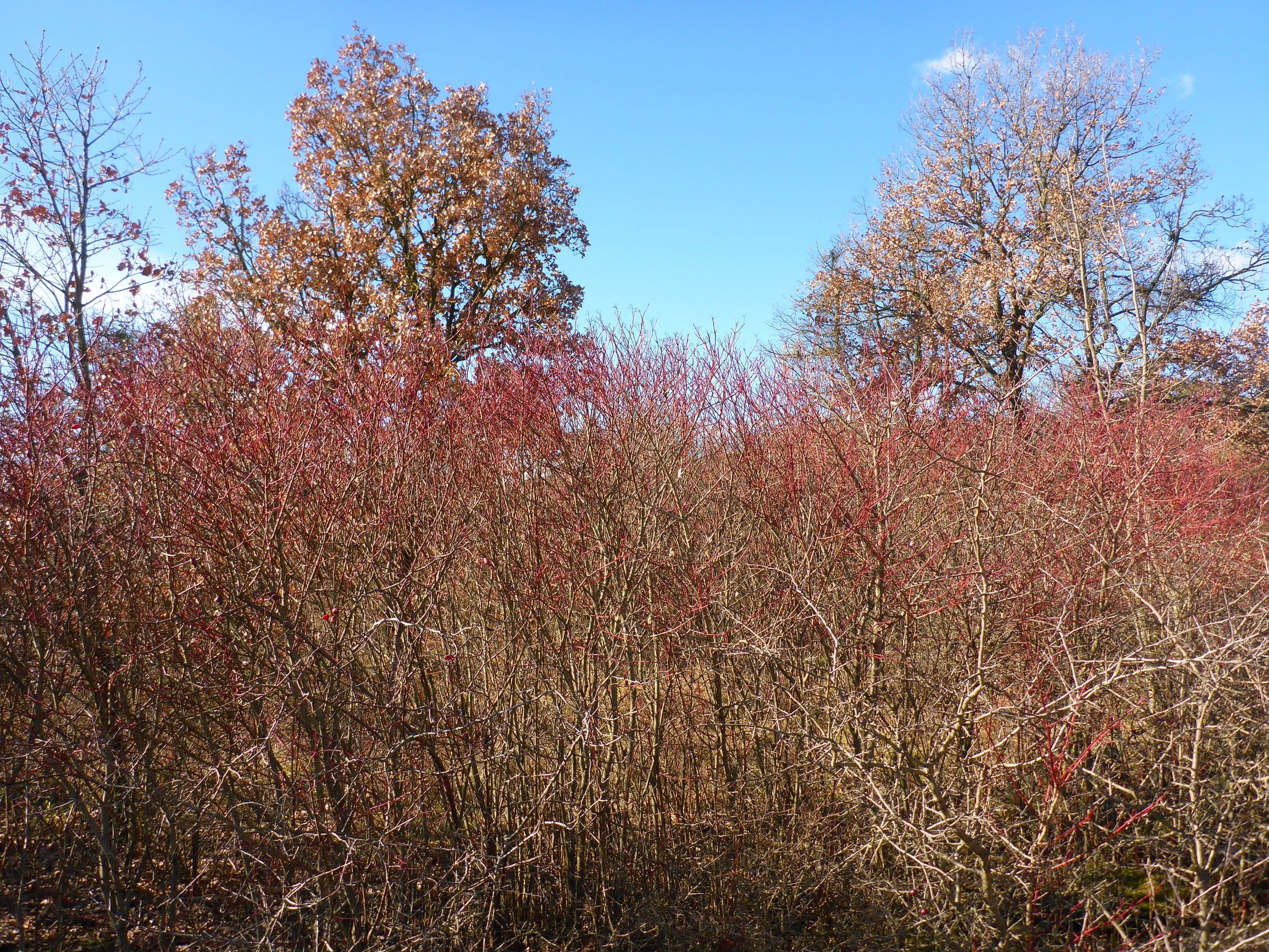 P2490321 winden, 2021-02-04, verbuschung mit cornus sanguinea, quercus pubescens.JPG