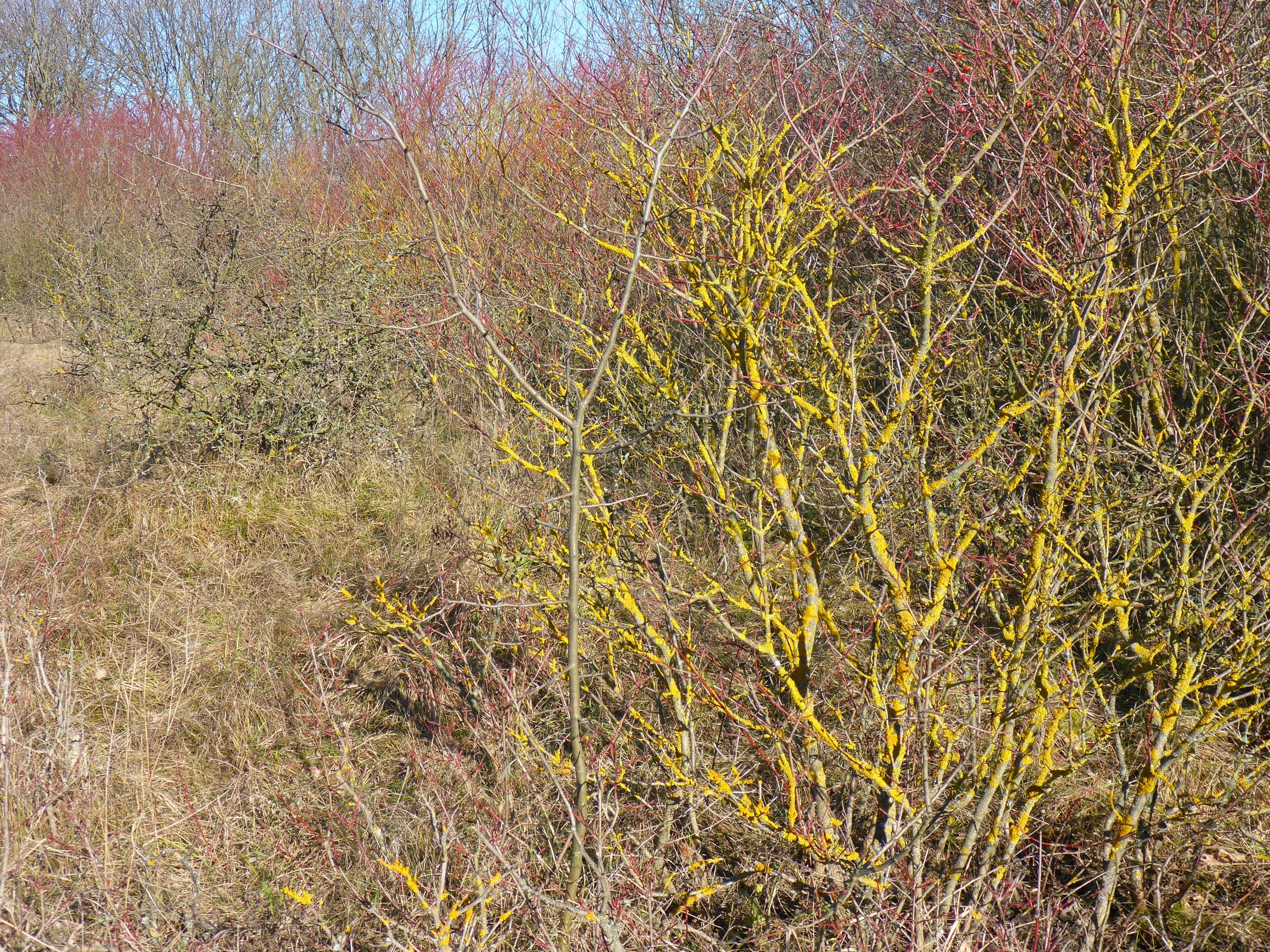 P2490383 winden, 2021-02-04, cornus sanguinea.JPG