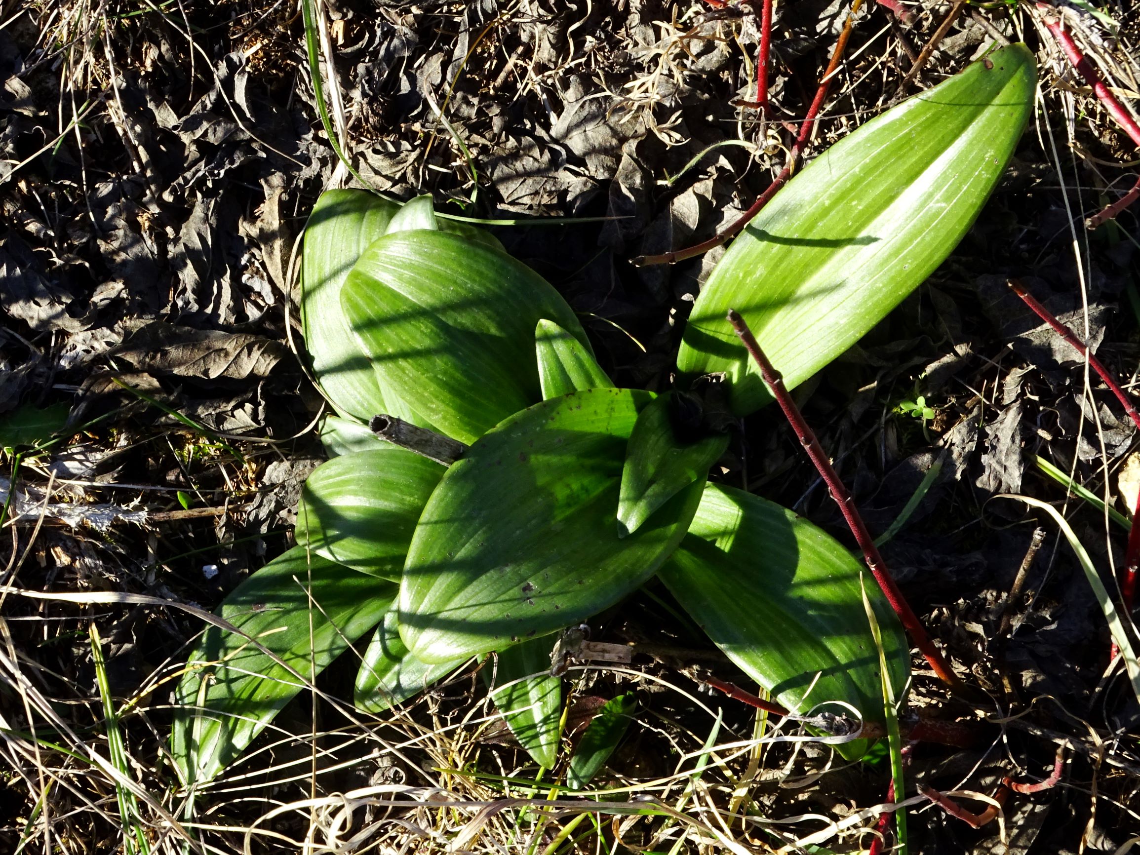 DSC09252 winden, 2021-02-04, himantoglossum adriaticum.JPG