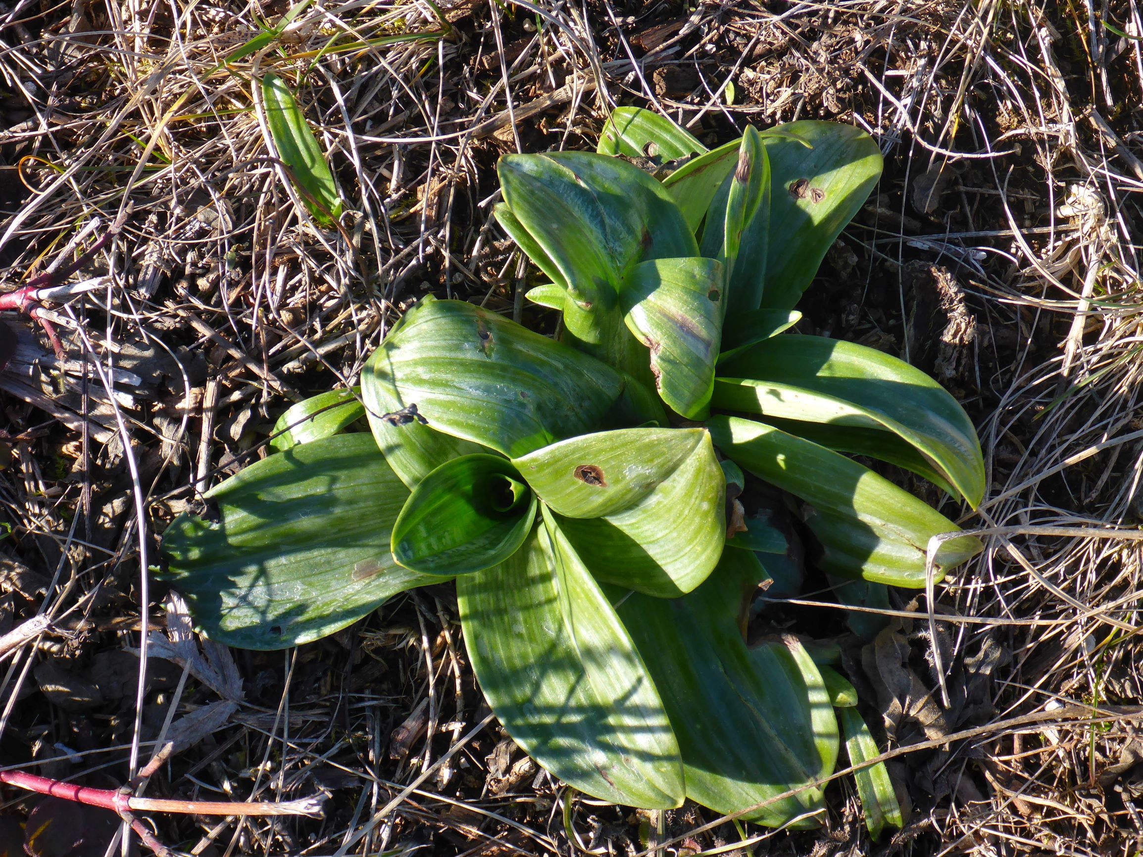 P2490424 winden, 2021-02-04, orchidee sp..JPG