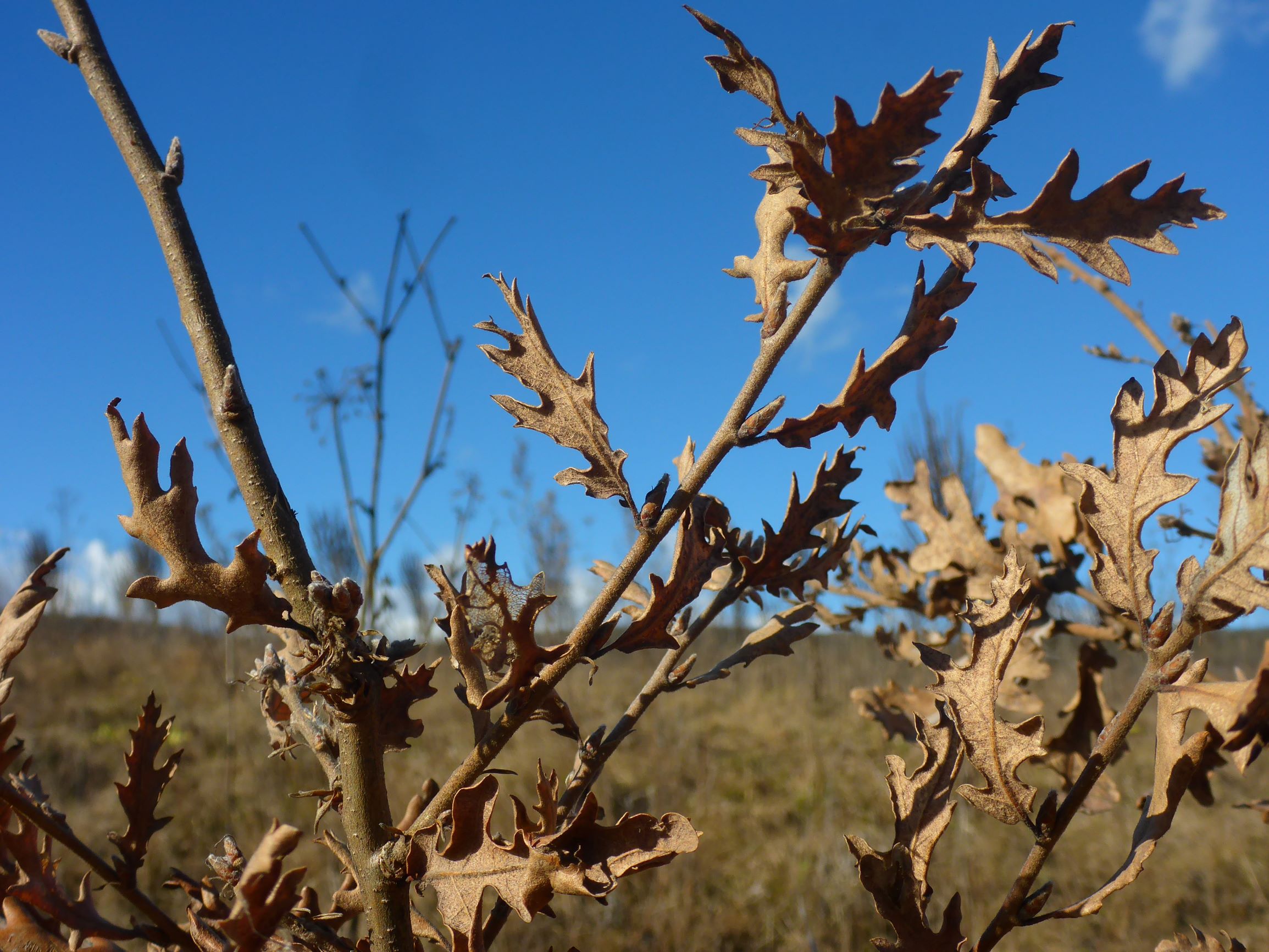 P2490437 winden, 2021-02-04, unklar - quercus pubescens cf. x cerris.JPG