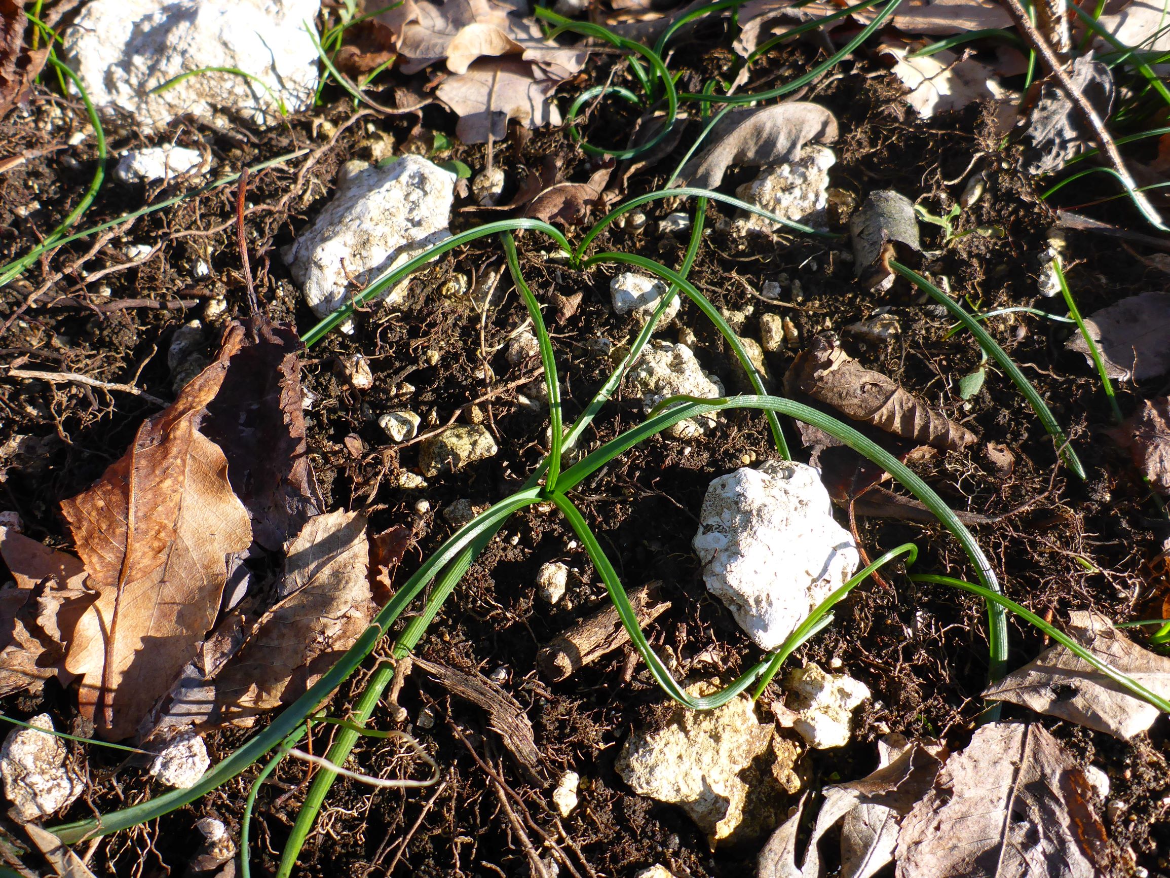 P2490442 winden, 2021-02-04, cf. ornithogalum kochii.JPG