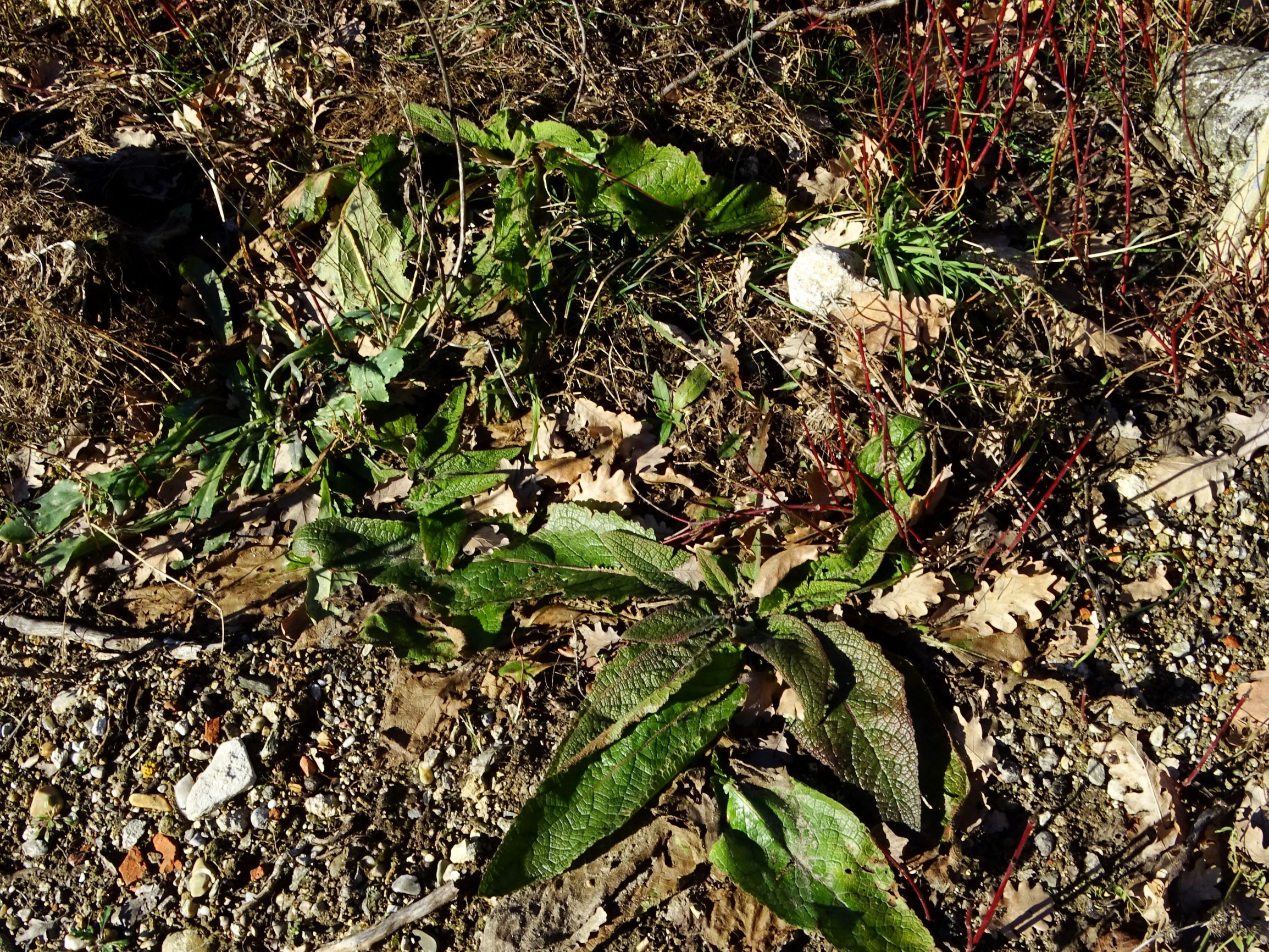 DSC09268 winden, 2021-02-04, verbascum chaixii austriacum.JPG