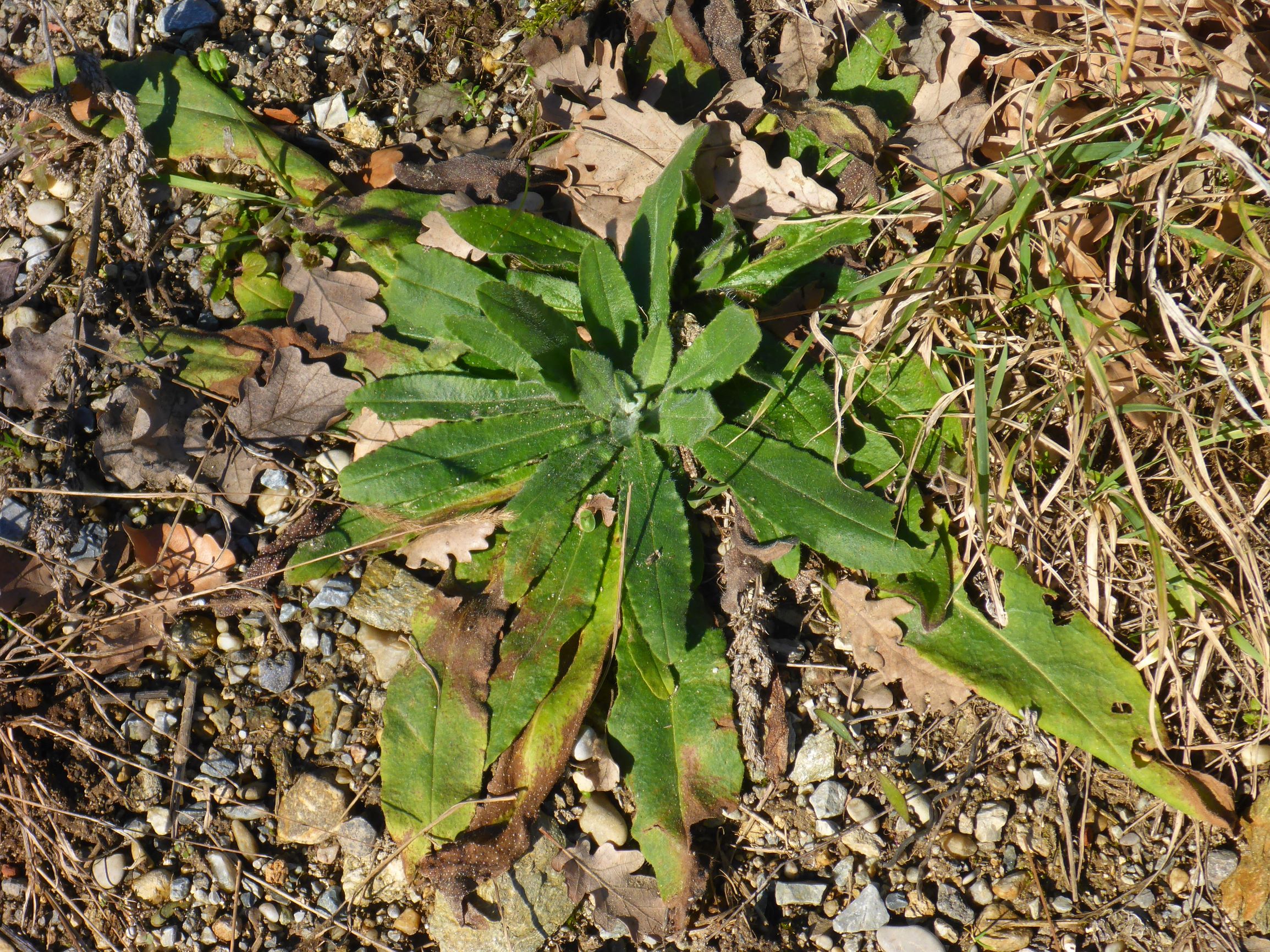 P2490458 winden, 2021-02-04, unklar - cf. turritis glabra.JPG