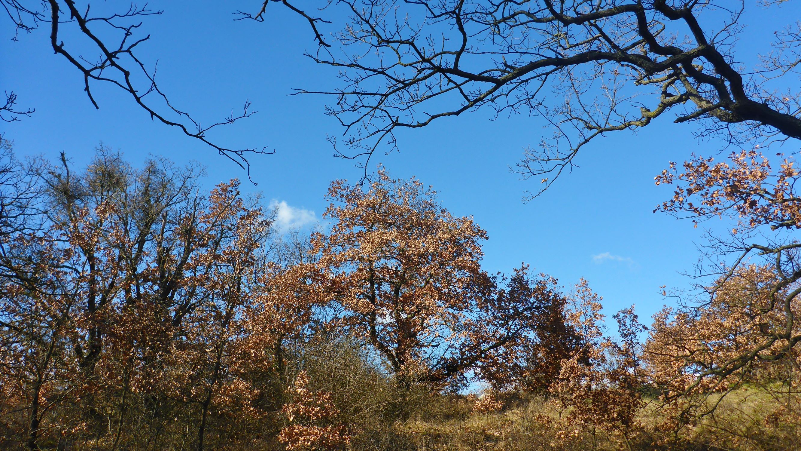 P2490474 winden, 2021-02-04, quercus pubescens.JPG