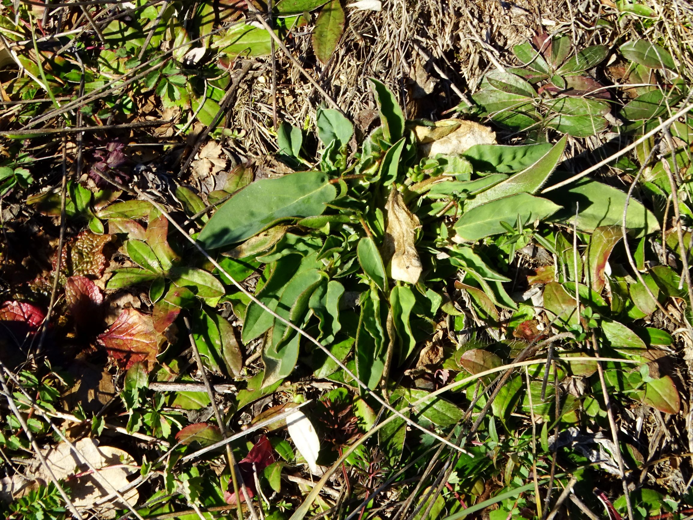 DSC09292 winden, 2021-02-04, anthyllis vulneraria, pilosella officinarum, sanguisorba minor.JPG