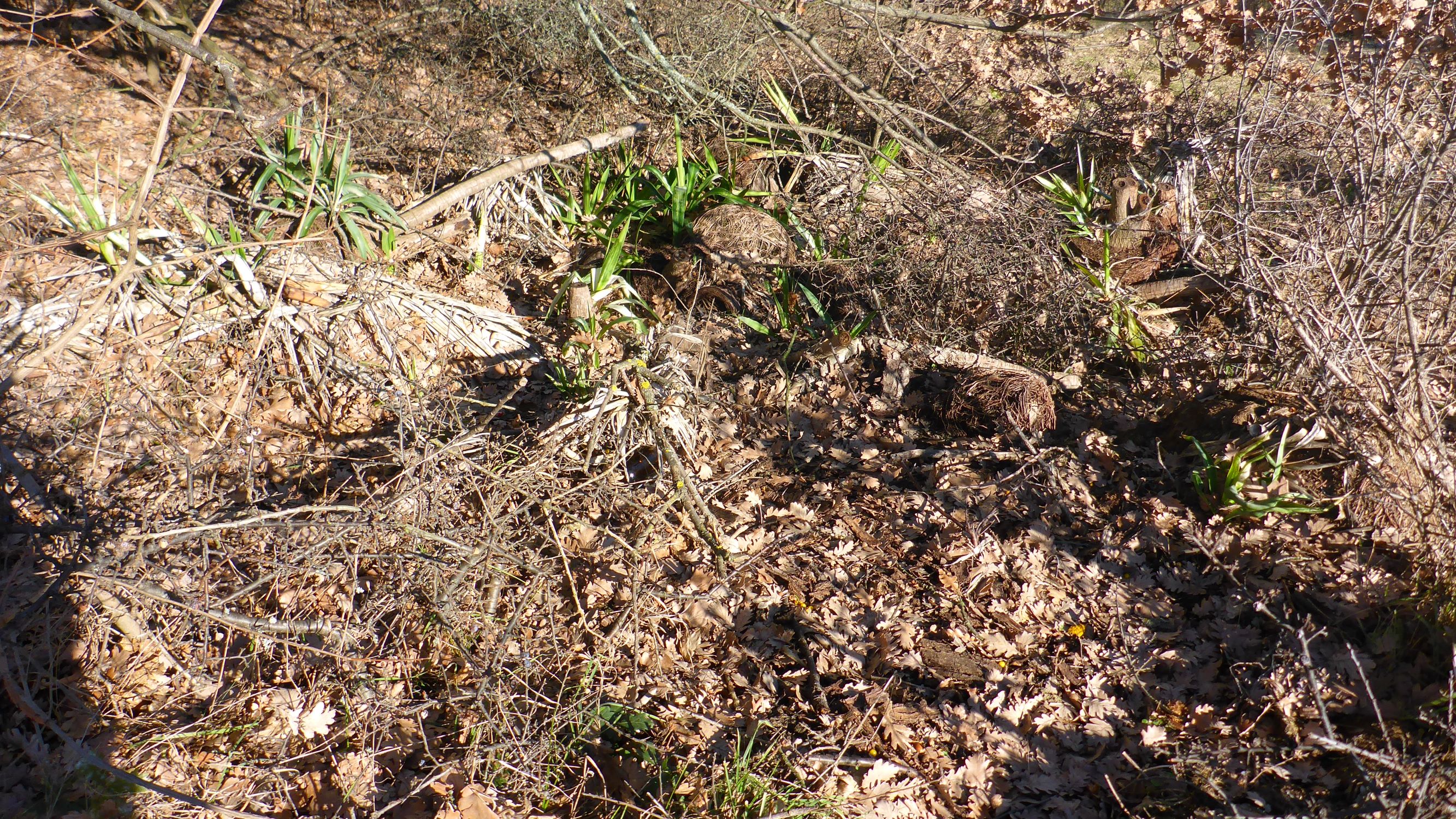 P2490514 winden, 2021-02-04, yucca elephantipes.JPG