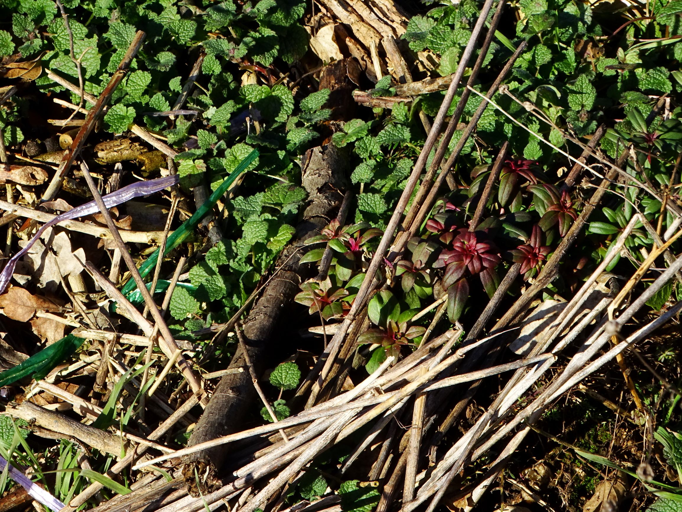 DSC09299 winden, 2021-02-04, antirrhinum majus verwildert; lamium purpureum.JPG