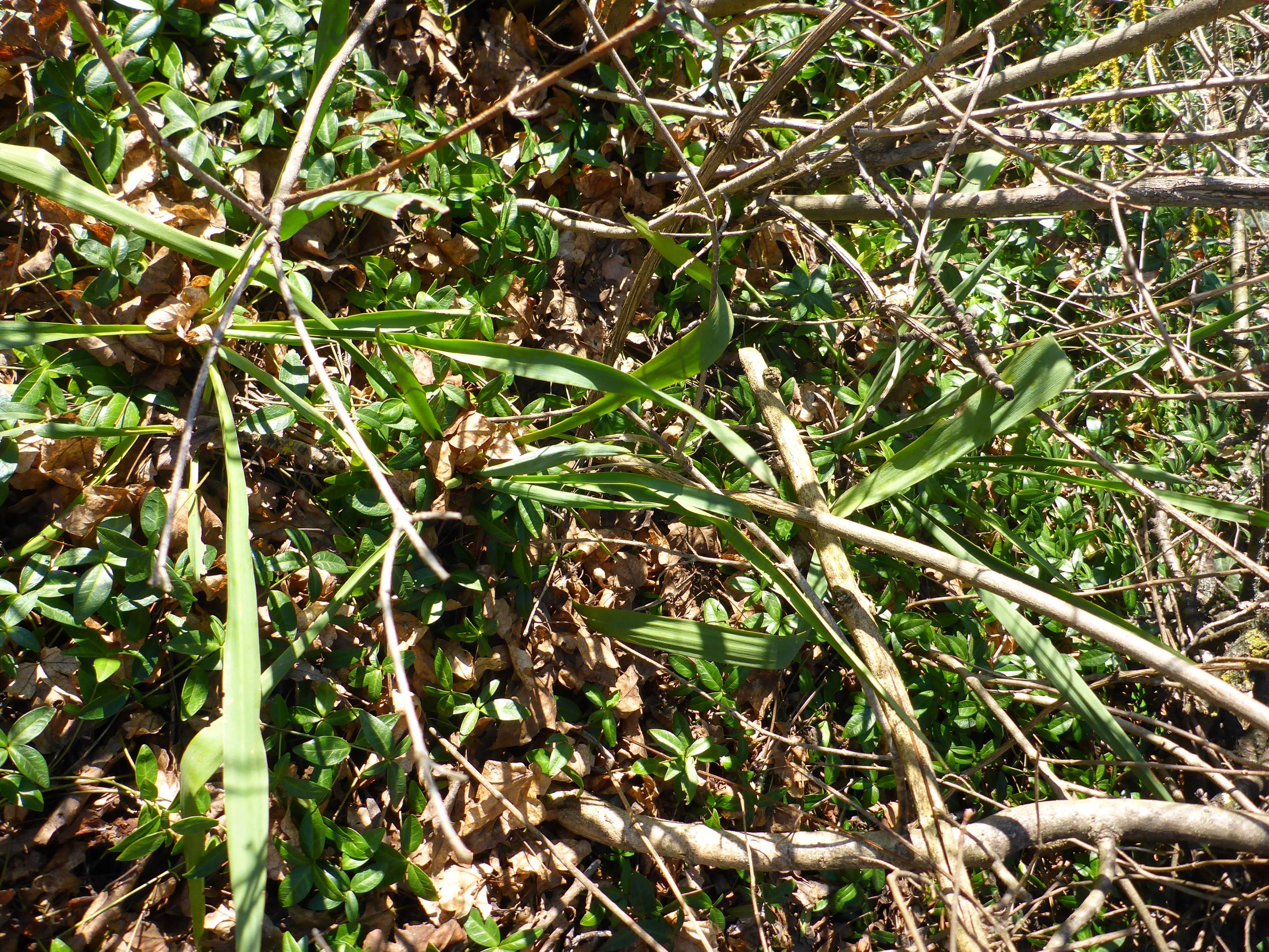 P2490562 winden, 2021-02-04, yucca gloriosa.JPG