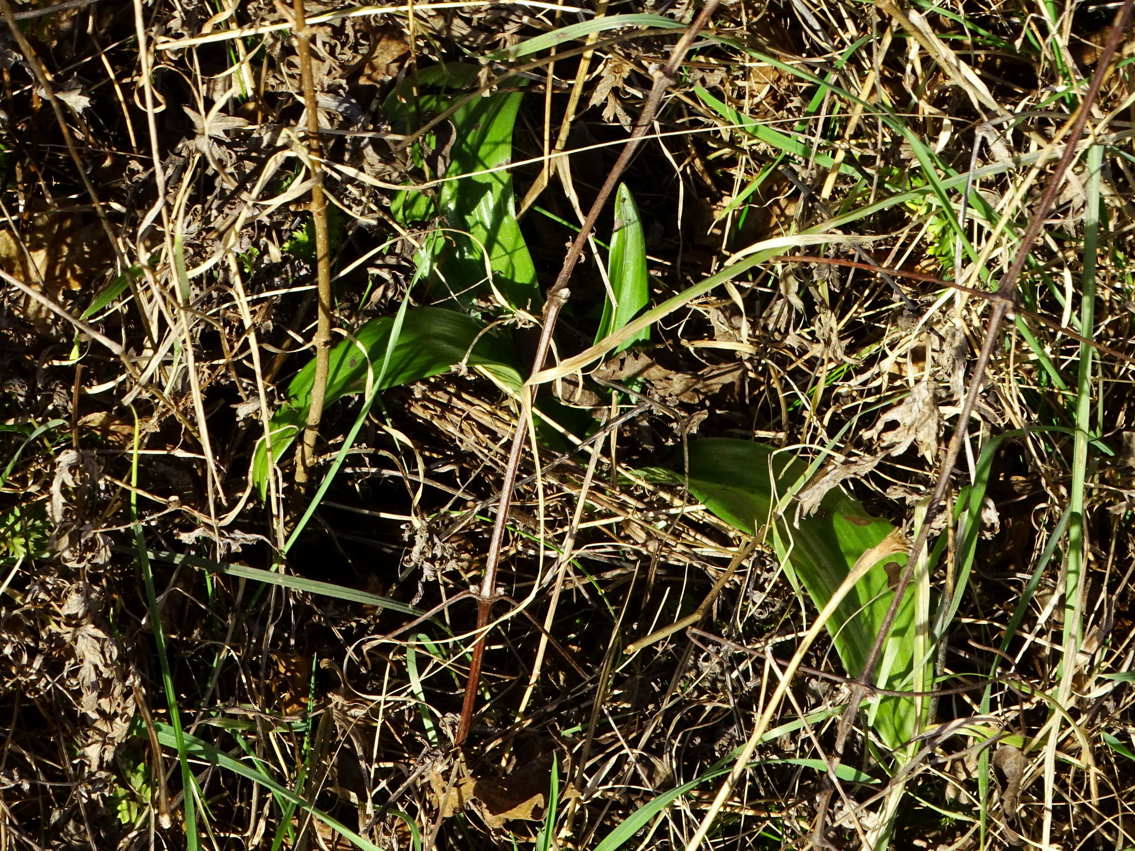 DSC09315 winden, 2021-02-04, himantoglossum adriaticum.JPG