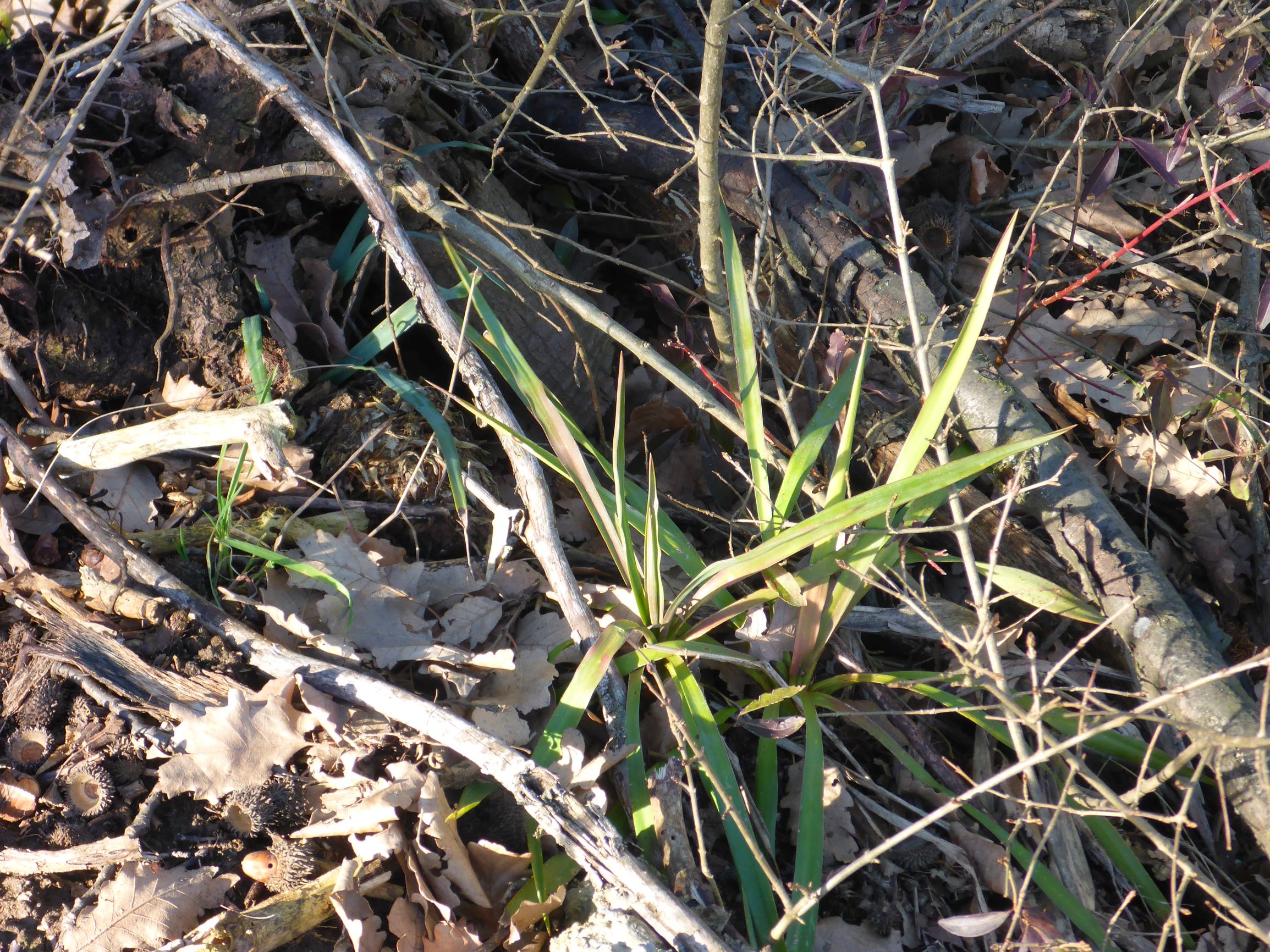 P2490619 winden, 2021-02-04, yucca gloriosa.JPG