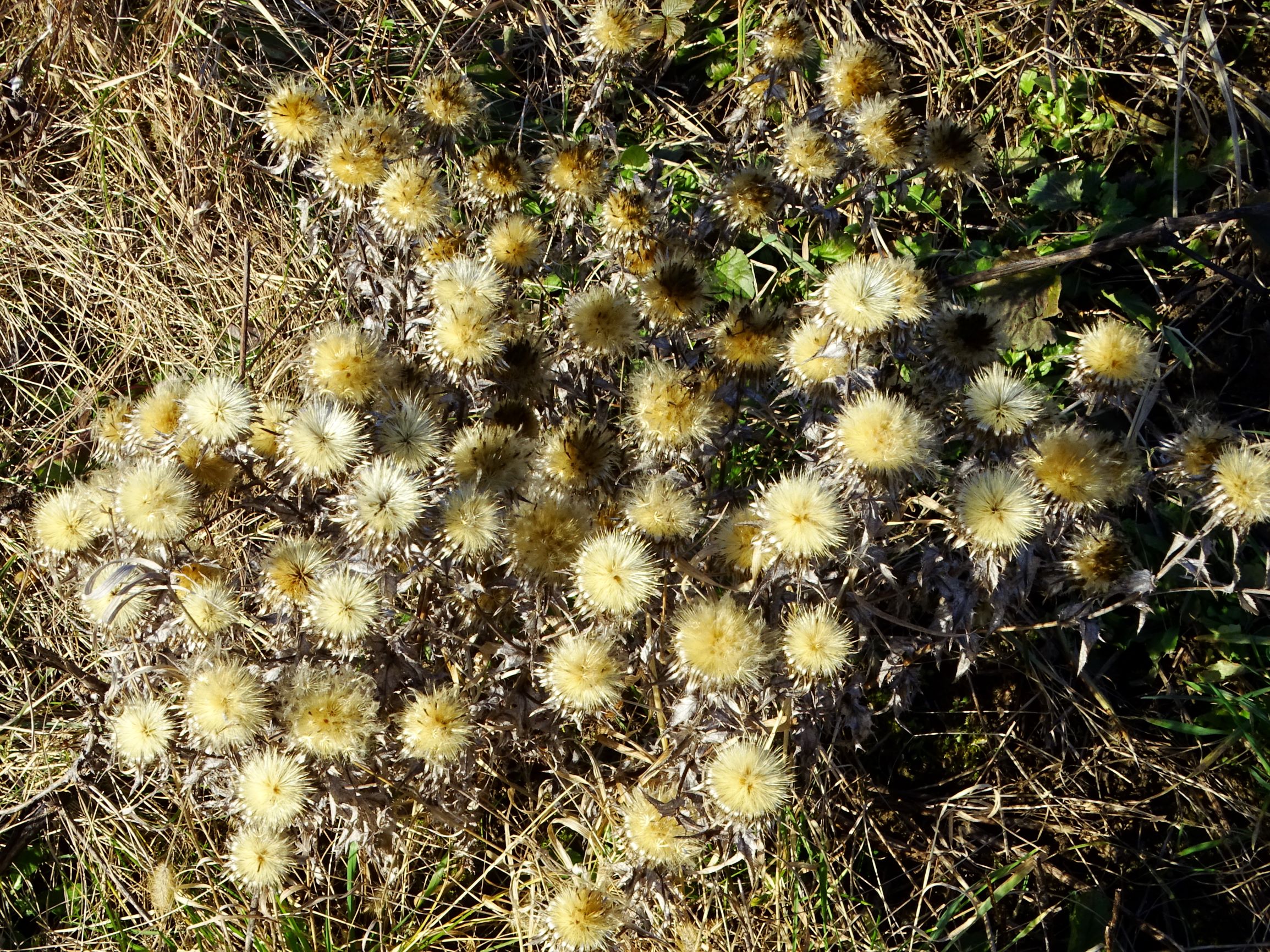 DSC09329 winden, 2021-02-04, carlina vulgaris s.str..JPG