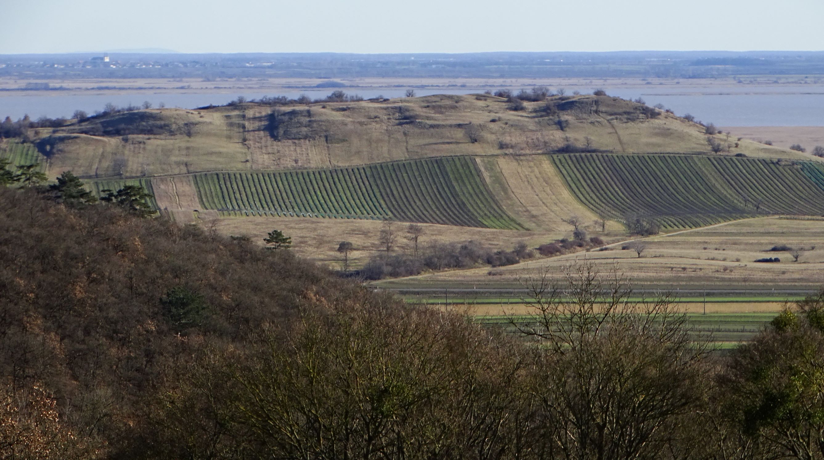 DSC09340 winden, 2021-02-04, blick zum hackelsberg.JPG