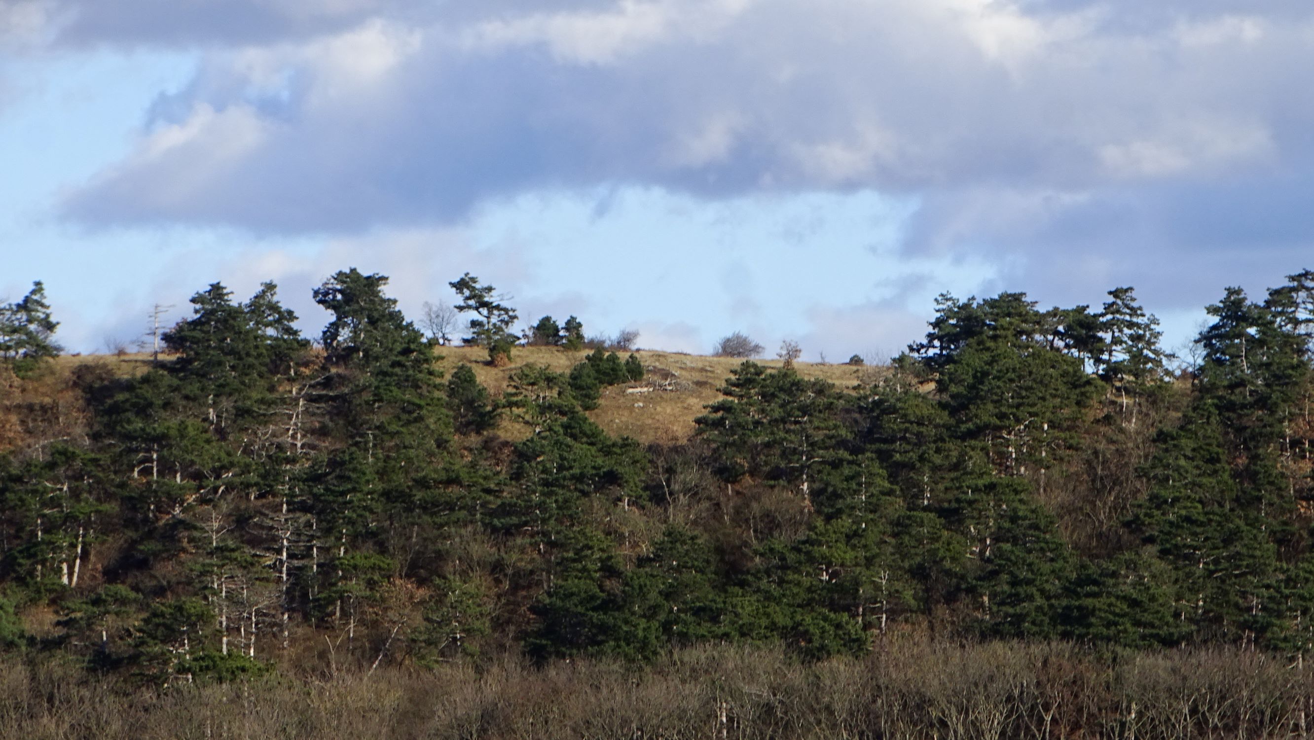 DSC09344 winden, 2021-02-04, zeilerberg mit pinus nigra.JPG