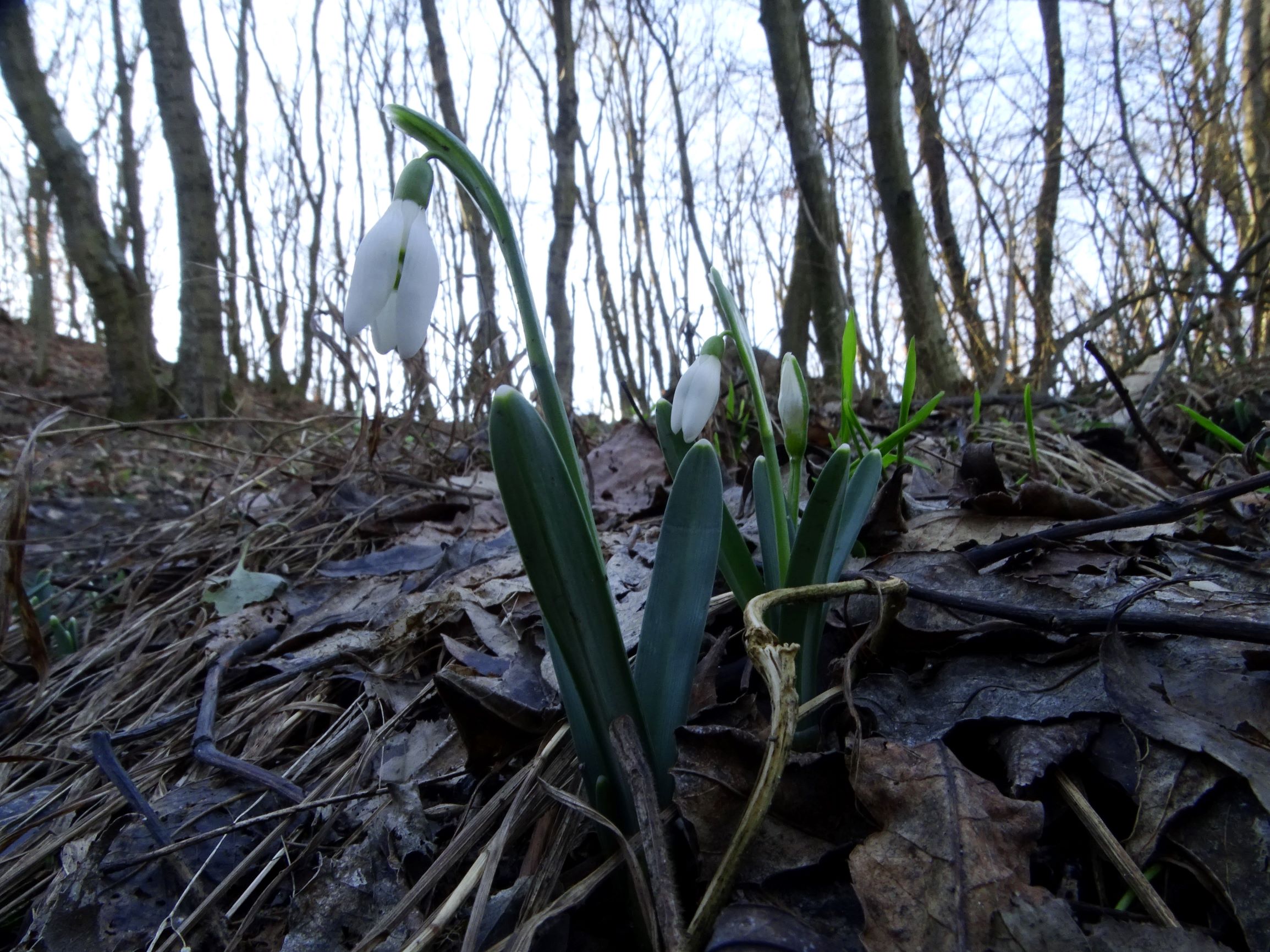 DSC09358 winden, 2021-02-04, nicht auf kalk, erst auf silikat - galanthus nivalis.JPG