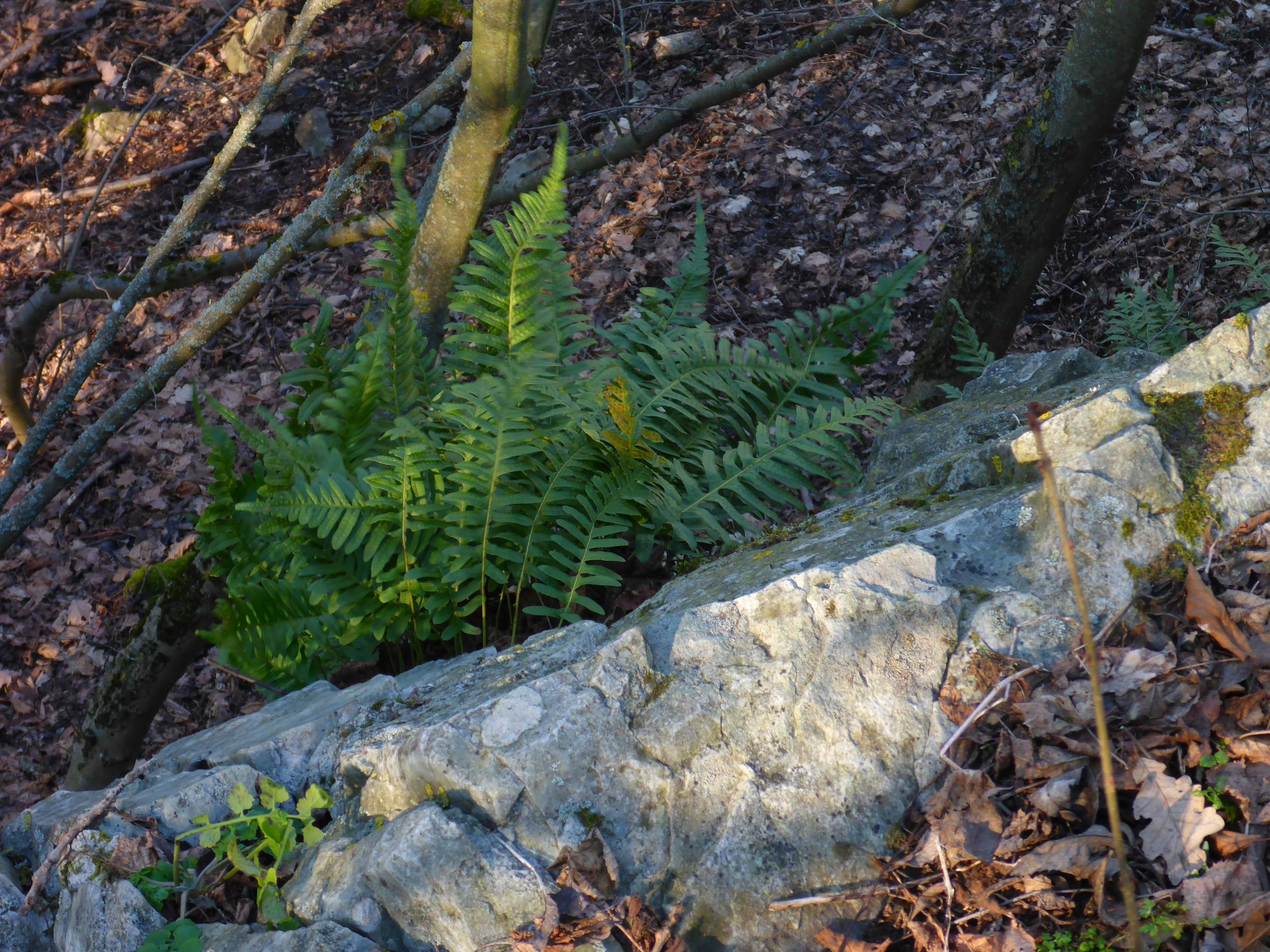 P2490685 winden - königsberg, 2021-02-04, polypodium vulgare agg..JPG