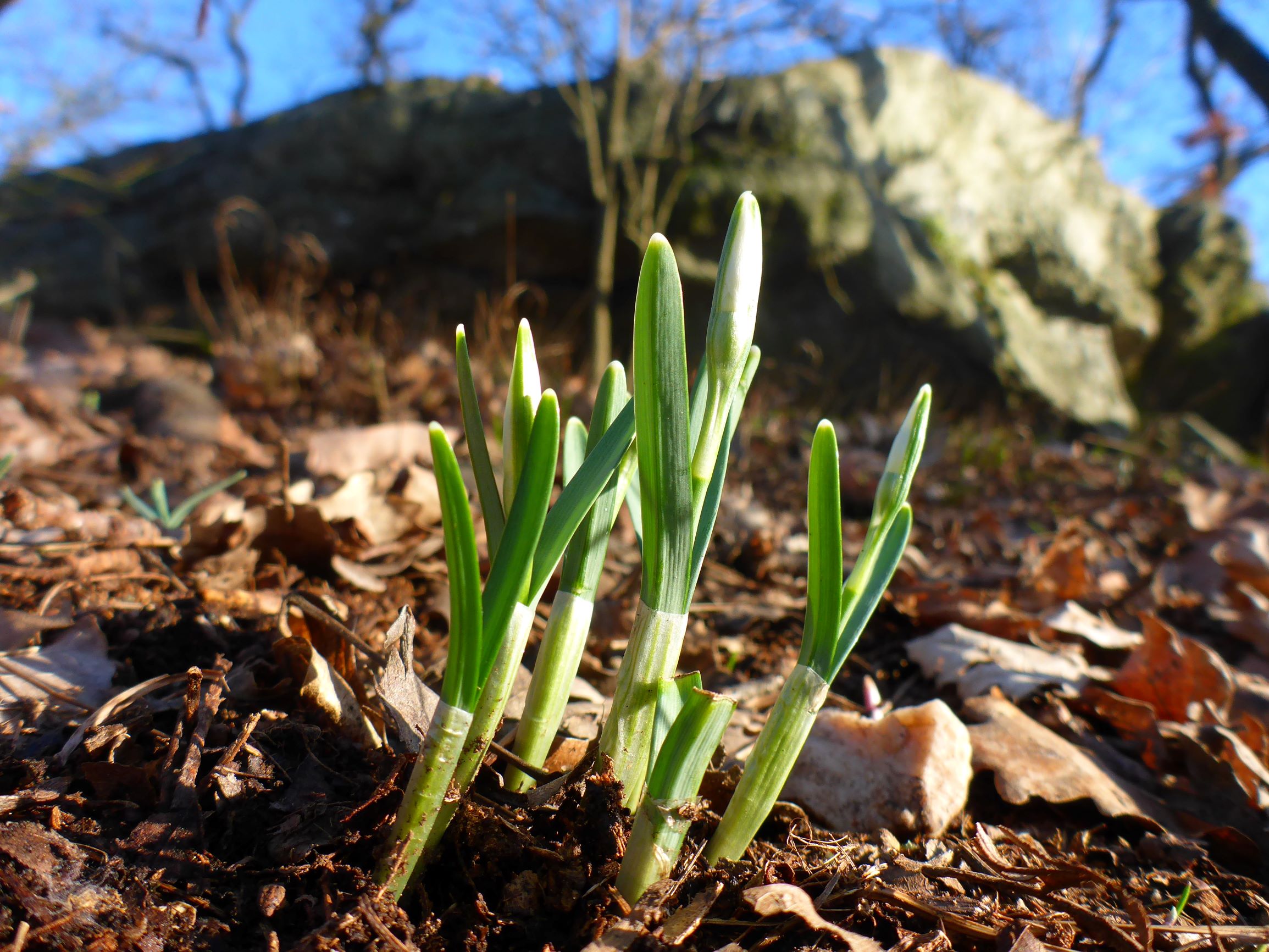 P2490729 winden - königsberg, 2021-02-04, galanthus nivalis.JPG